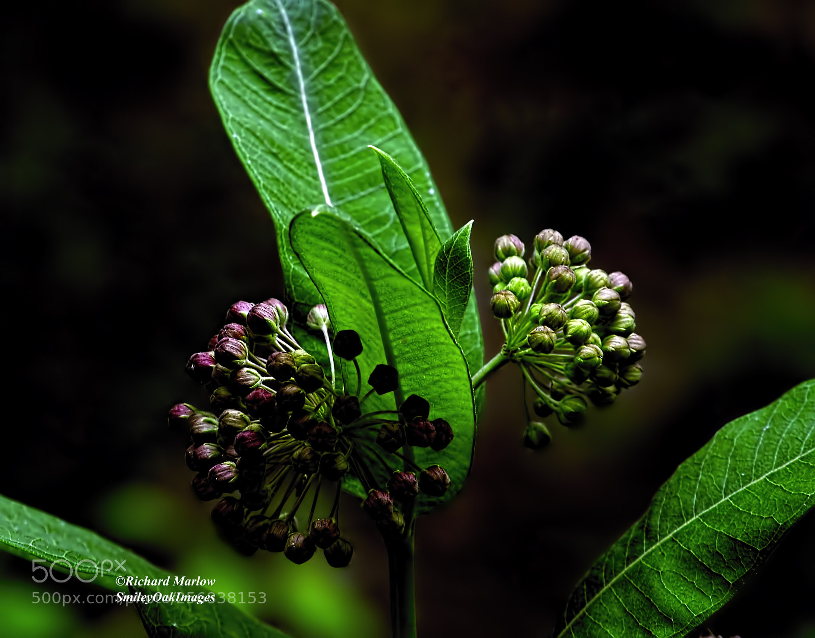 Nikon D5000 sample photo. Milkweed leaves and blooms photography