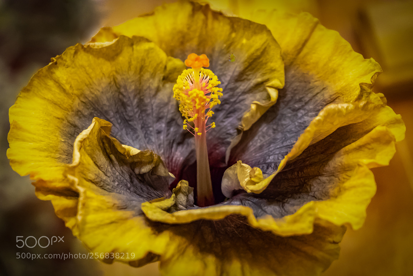 Canon EOS 80D sample photo. Beautiful hibiscus in bloom photography