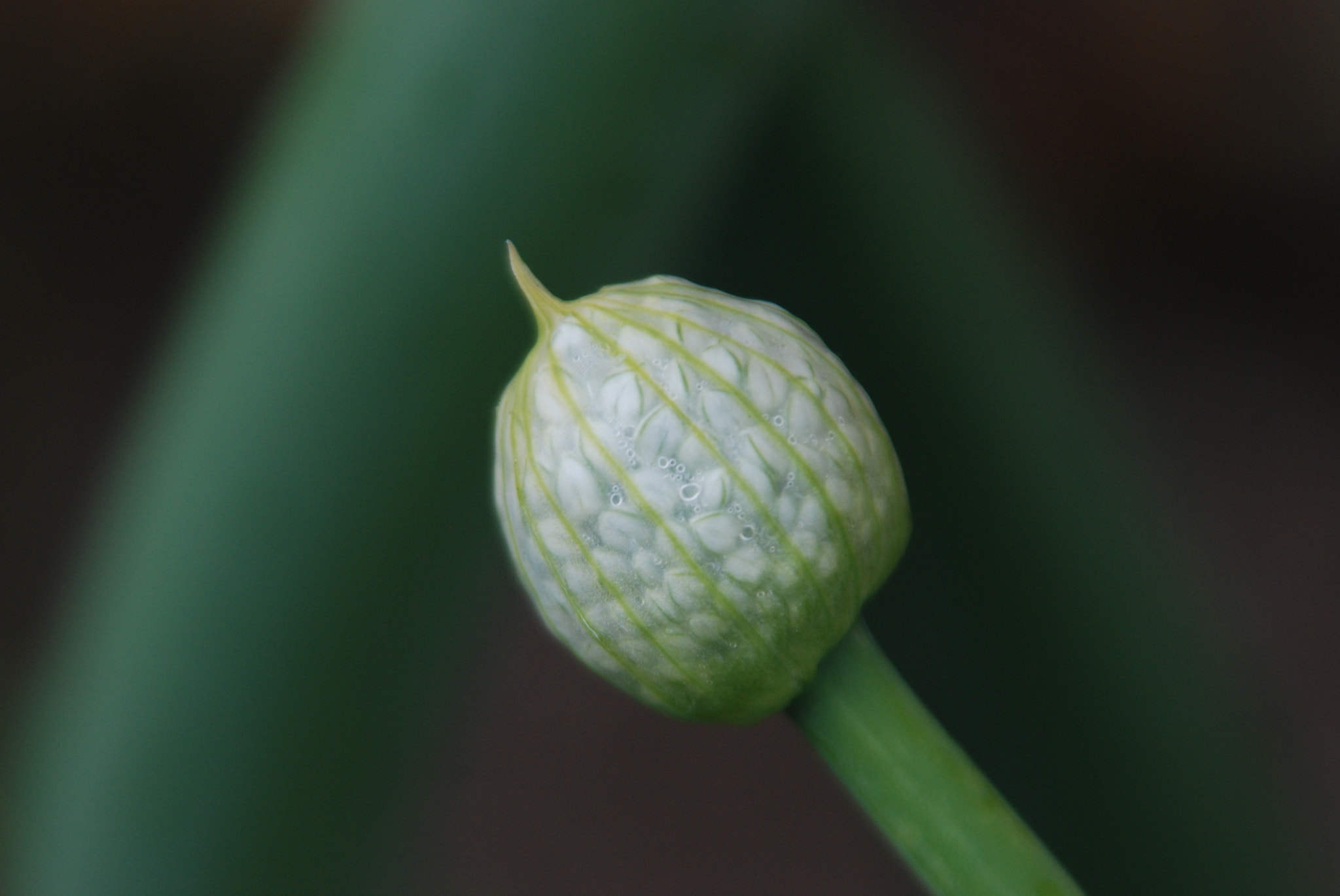 Nikon D80 sample photo. Onion pod photography