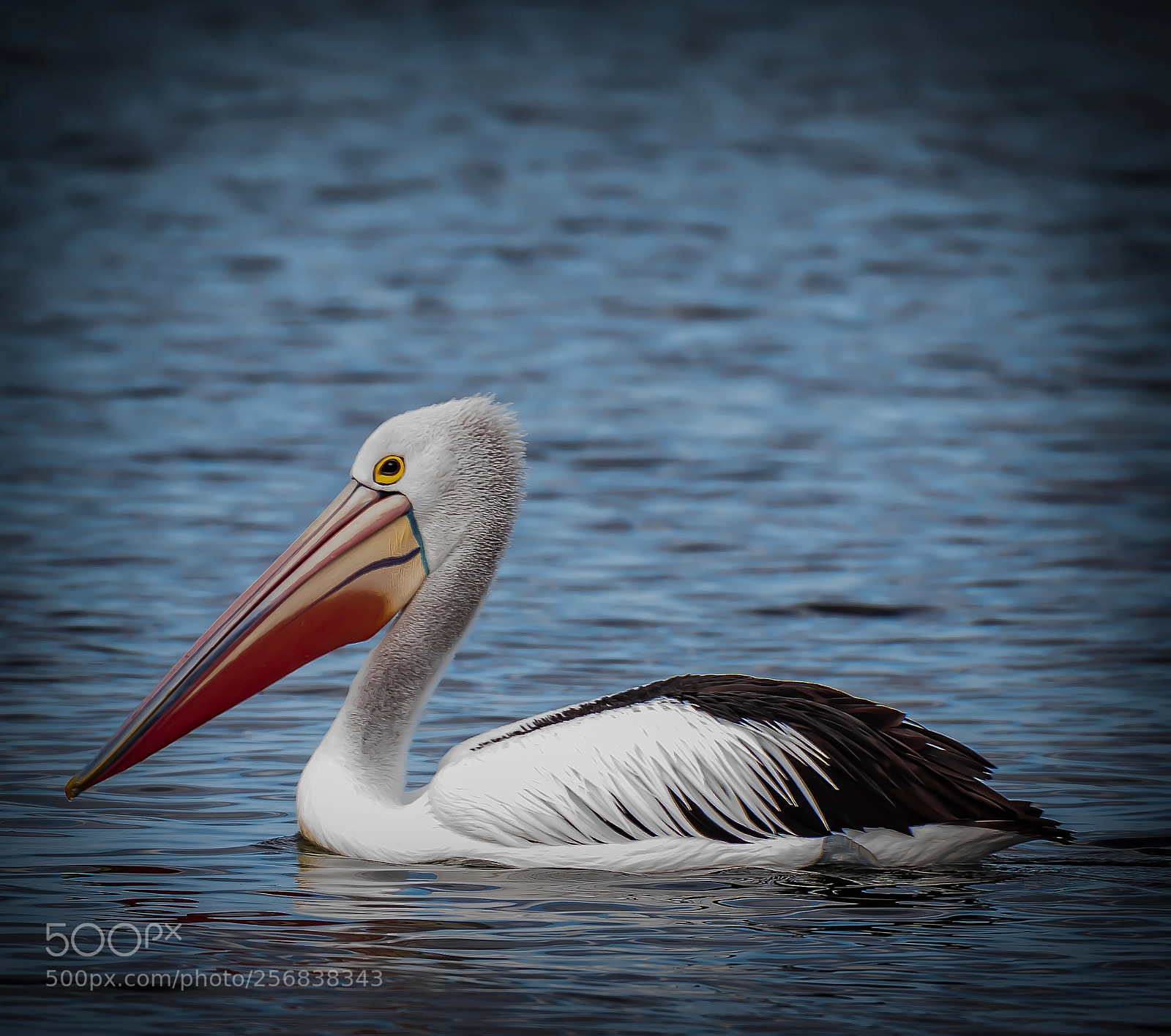 Canon EOS 5D Mark IV sample photo. Majestic pelican photography