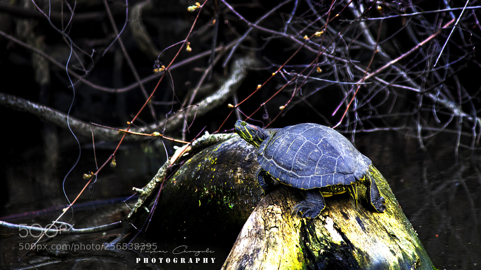 Canon EOS 1200D (EOS Rebel T5 / EOS Kiss X70 / EOS Hi) sample photo. Turtle slow and steady photography