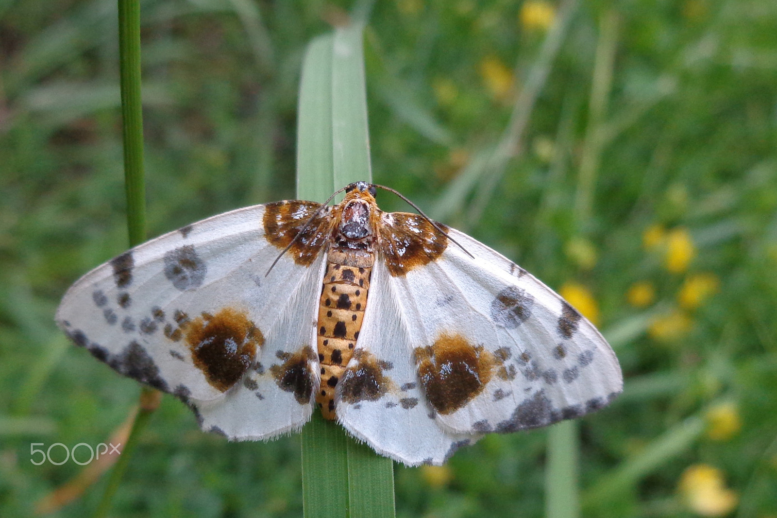 Sony Cyber-shot DSC-W690 sample photo. Clouded magpie during daytime photography