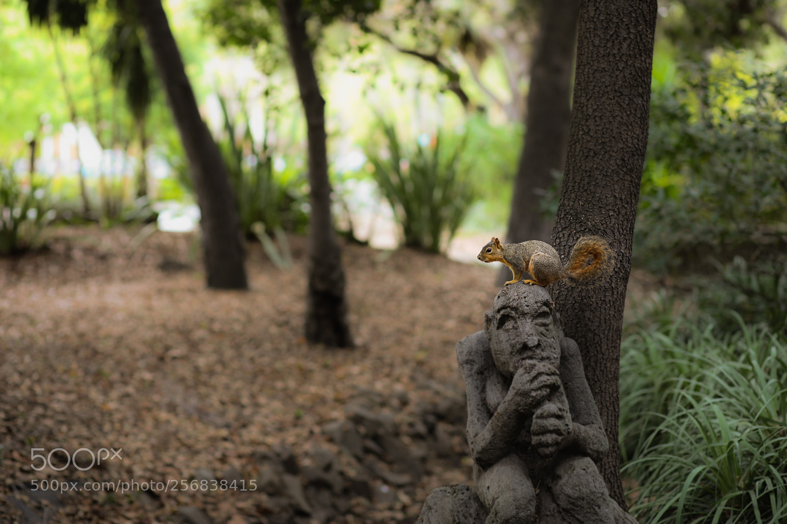 Canon EOS 5D Mark IV sample photo. Squirrel on the head photography