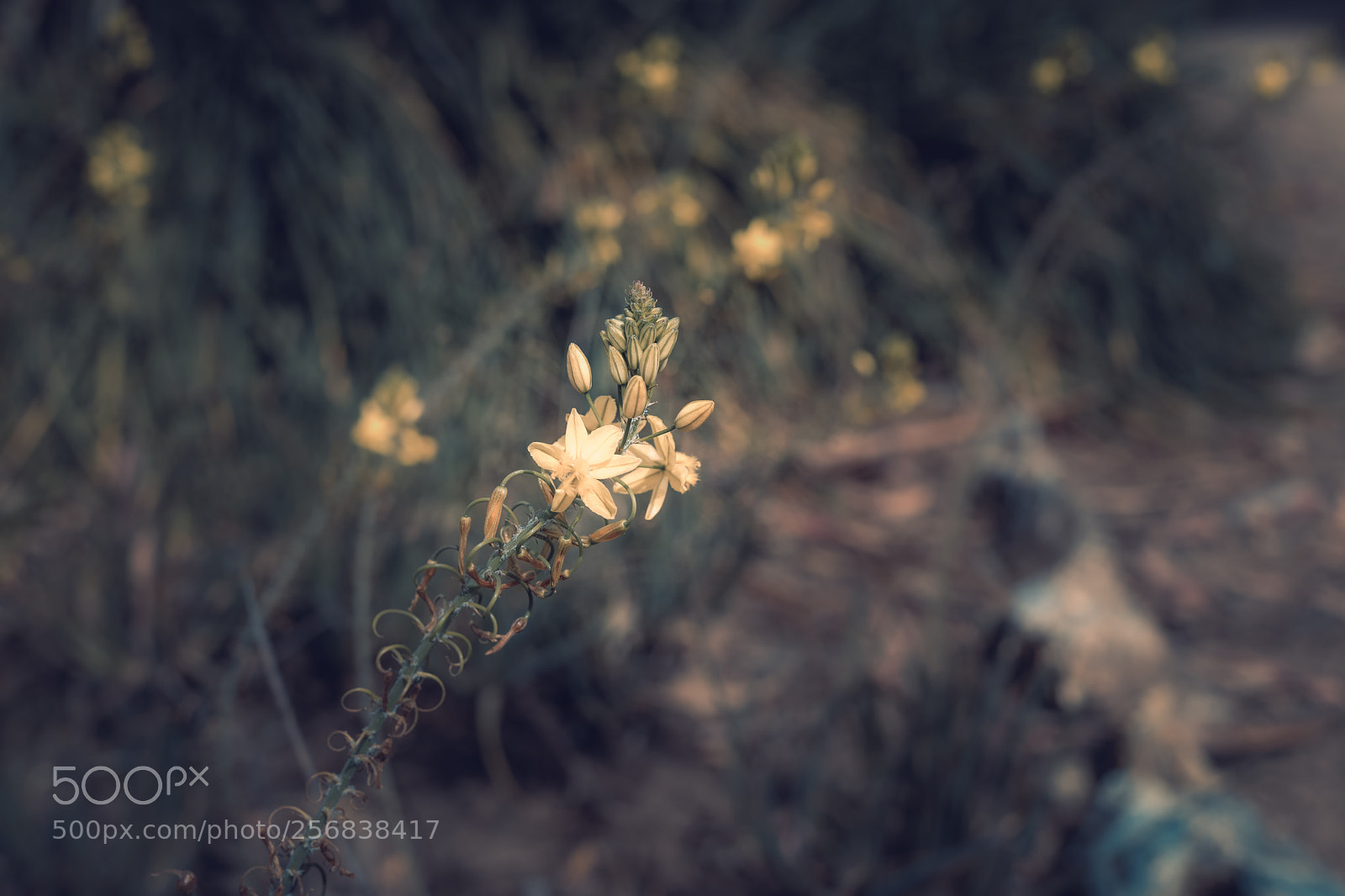 Canon EOS 5D Mark IV sample photo. Flower photography