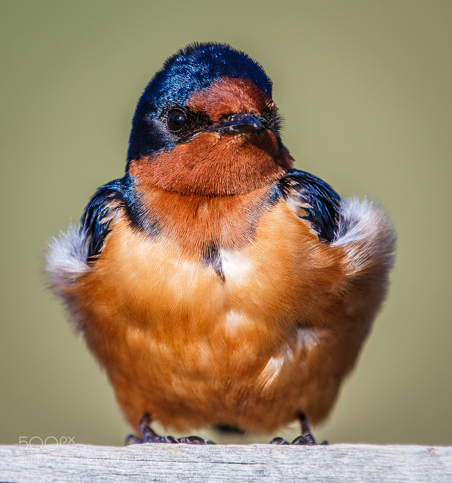 Canon EOS-1Ds Mark II sample photo. Curious barn swallow in photography