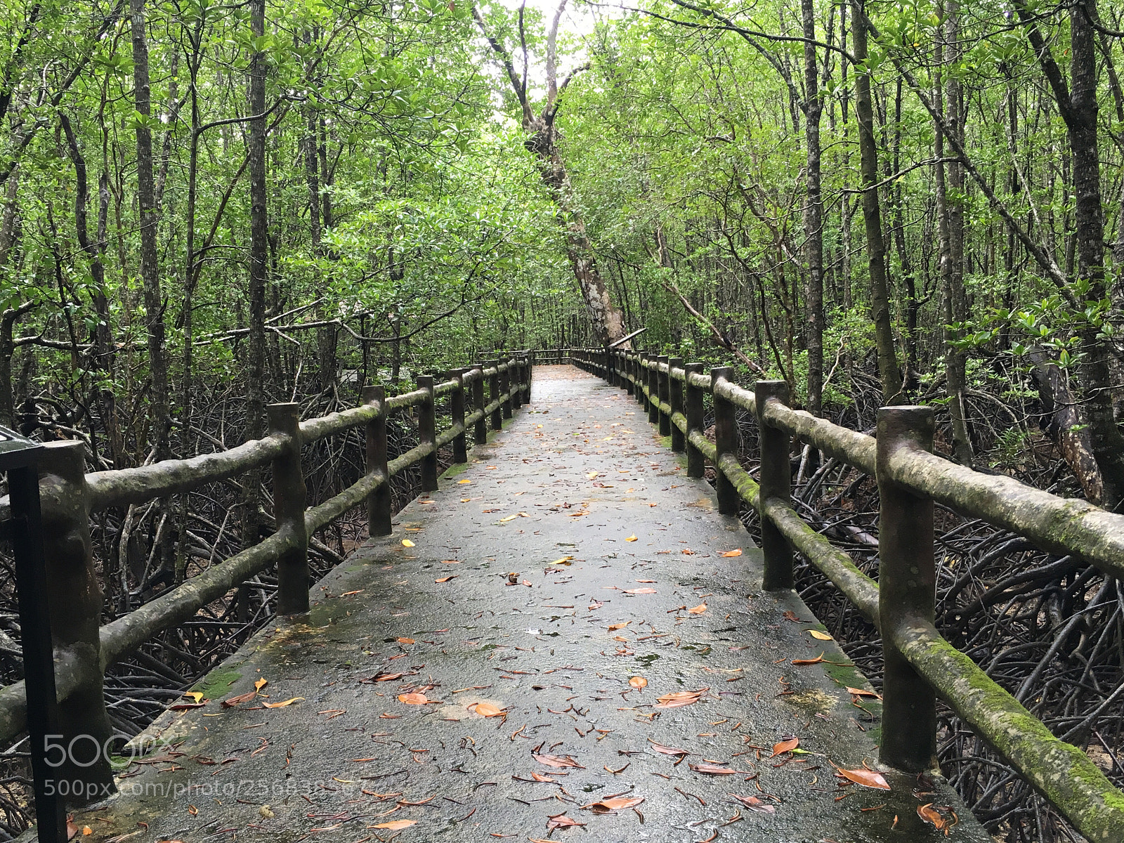 Apple iPhone 6s sample photo. Mangrove walkway photography