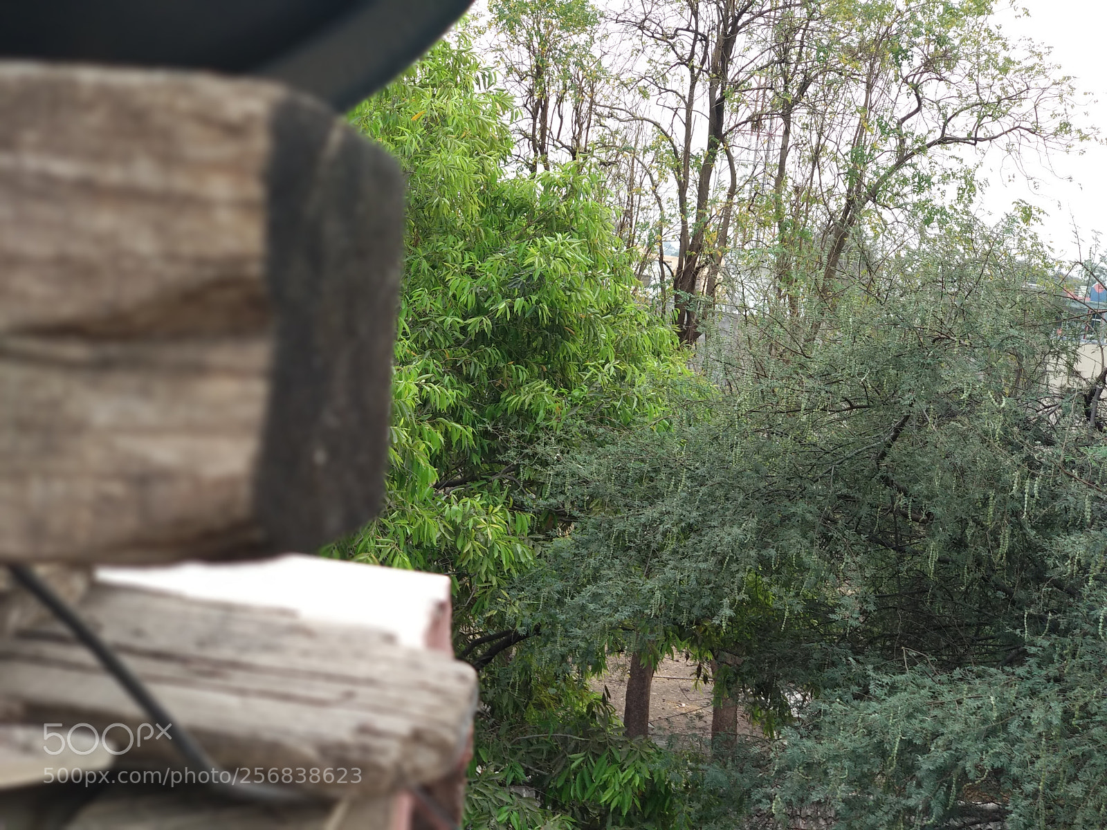 Xiaomi Mi A1 sample photo. Img_20180319_170611.jpg photography