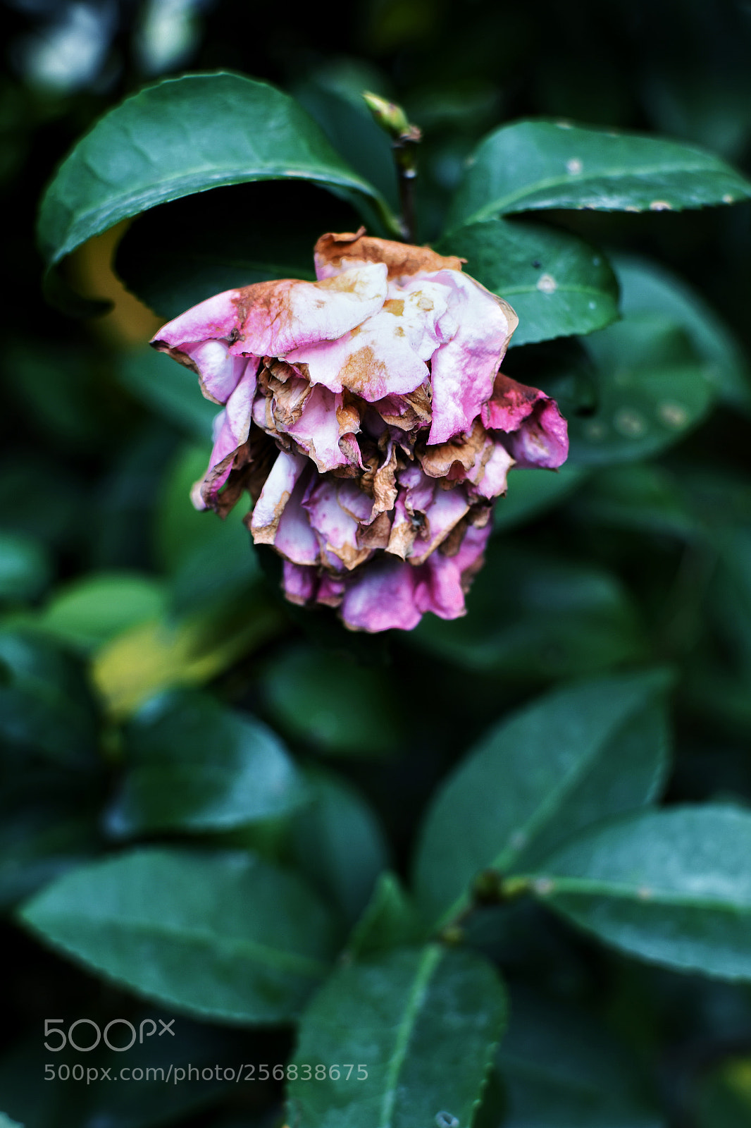 Nikon D7200 sample photo. Withered photography