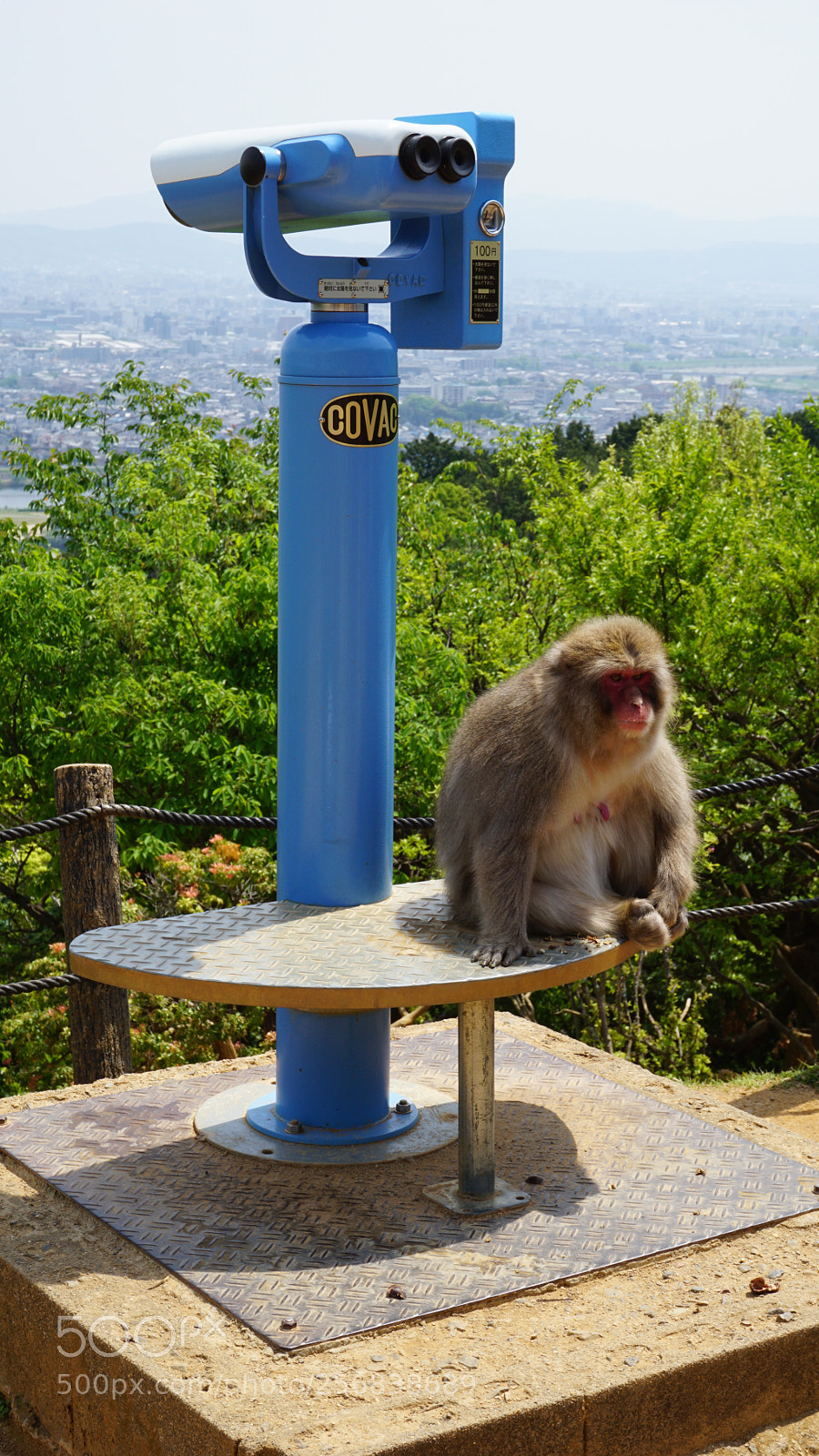 Sony a6000 sample photo. Chillin’ monkey photography
