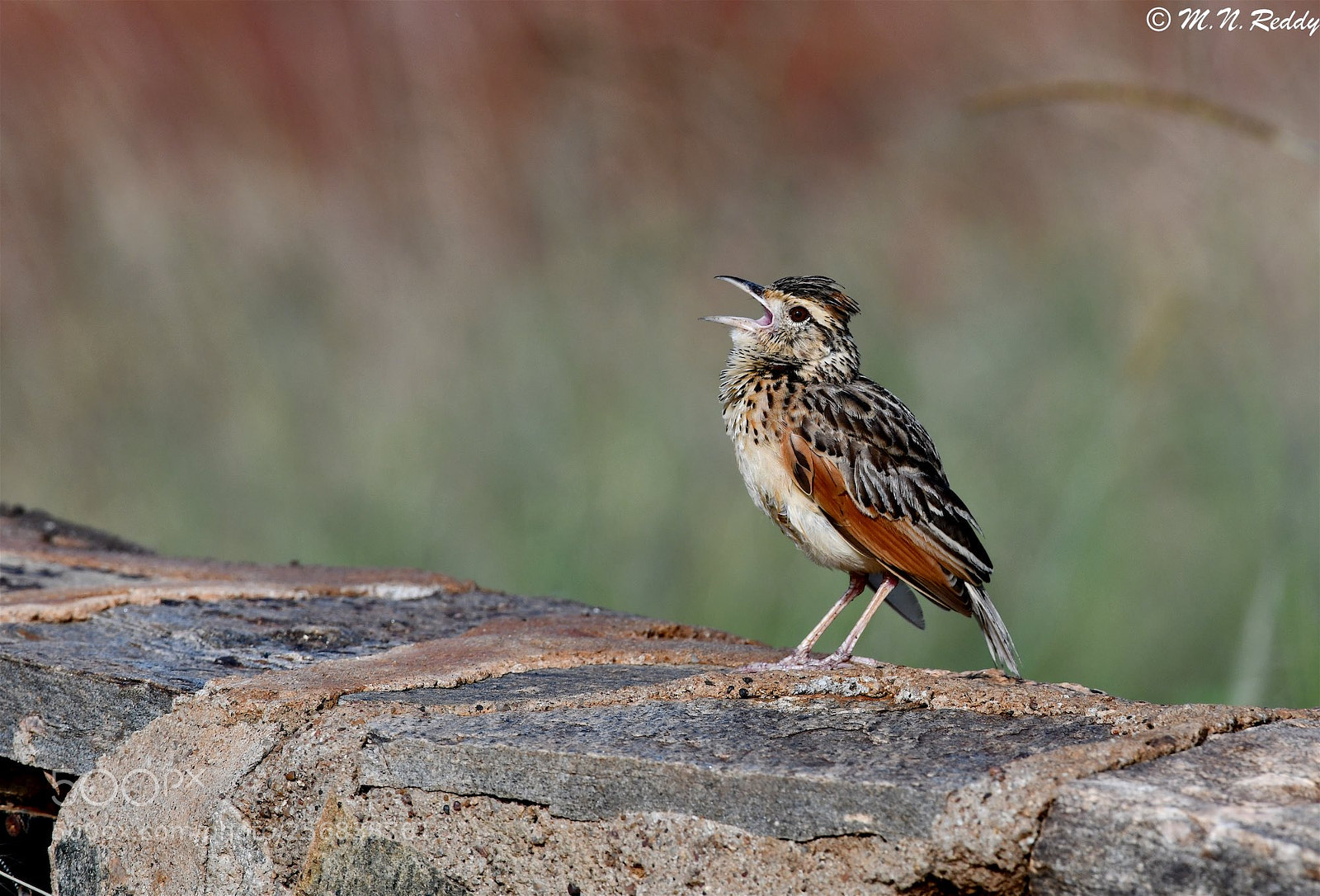 Nikon D850 sample photo. Rufous-naped lark - male photography
