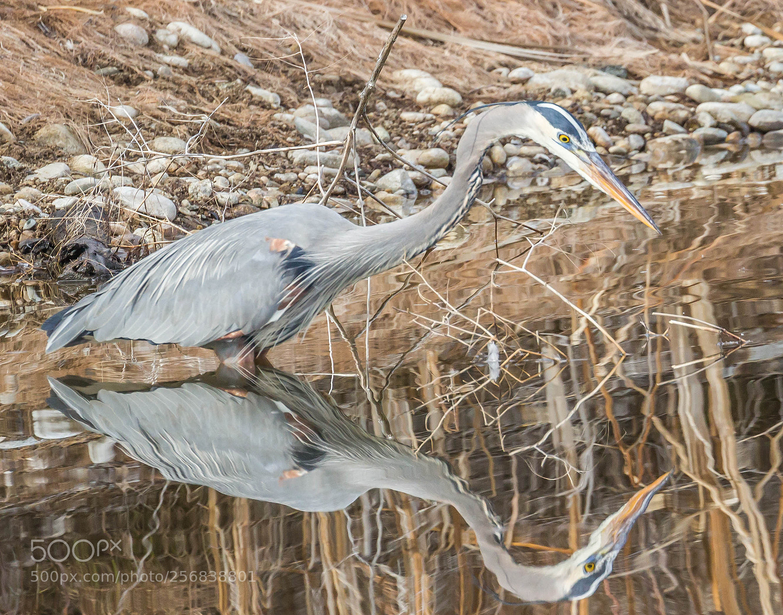 Canon EOS 600D (Rebel EOS T3i / EOS Kiss X5) sample photo. Blue heron fishing photography