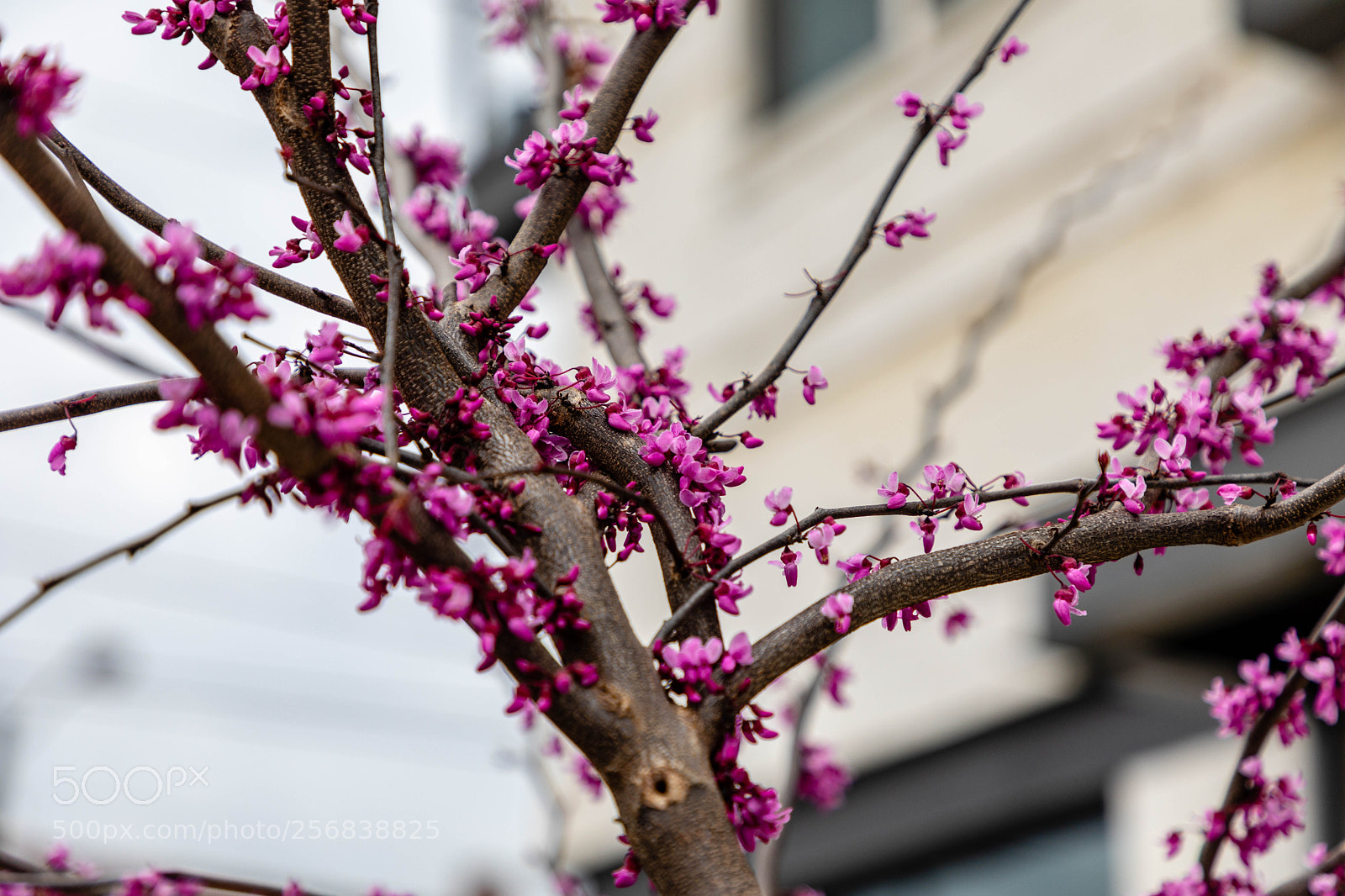 Canon EOS 5D Mark IV sample photo. Springtime buds photography