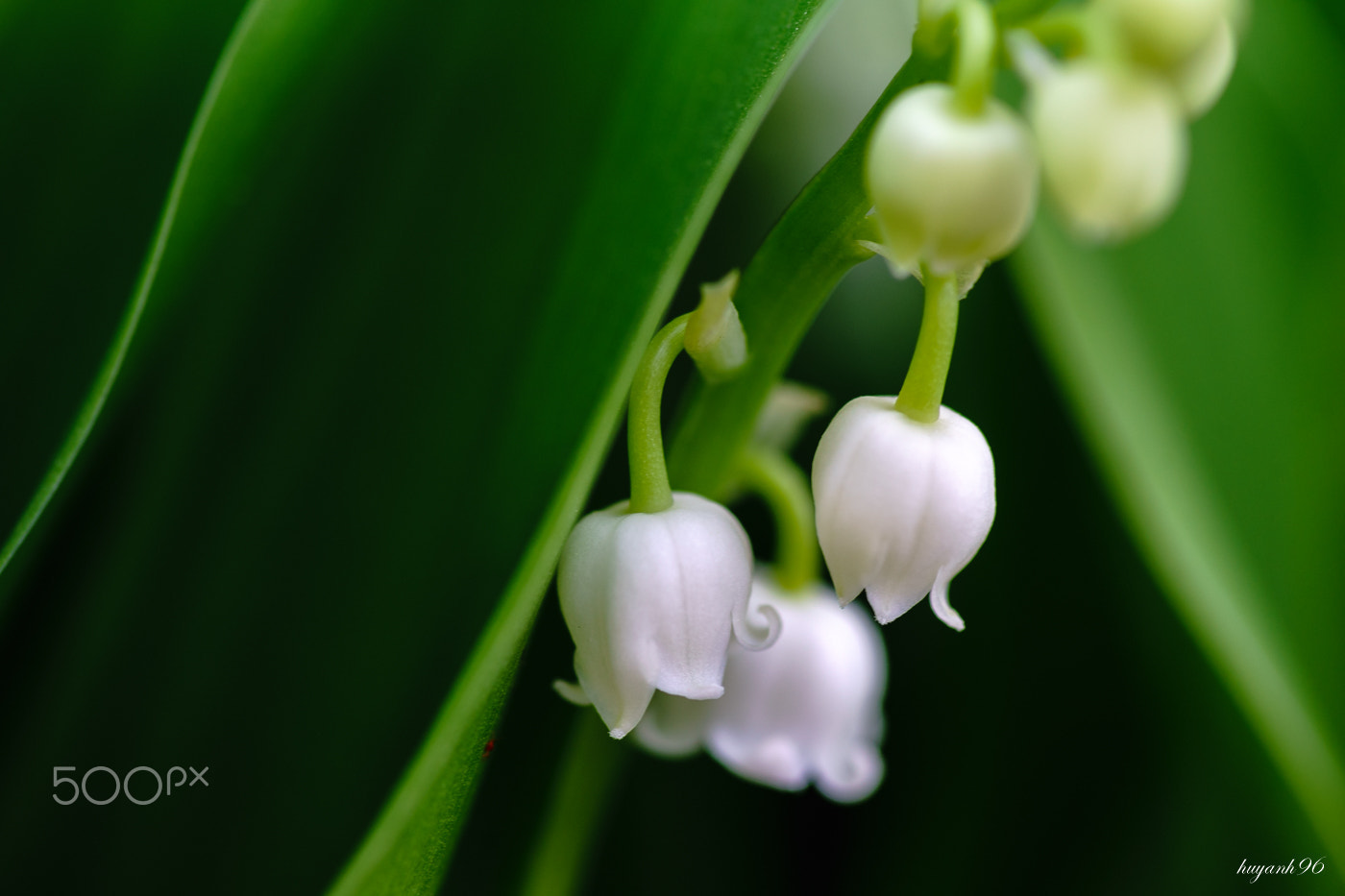 Hasselblad HV sample photo. Lily of the valley photography