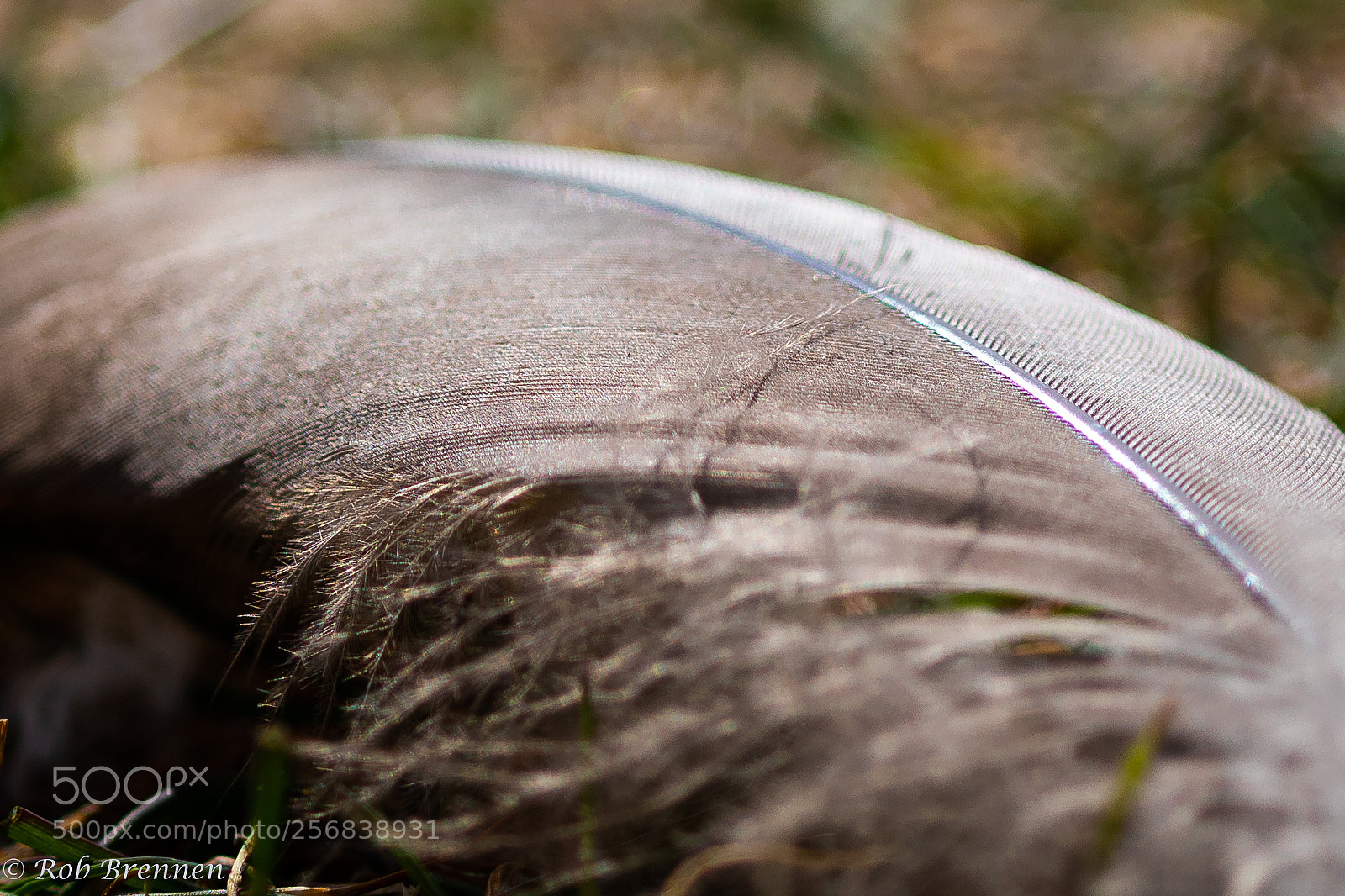 Canon EOS 5D Mark IV sample photo. Last flight of the photography