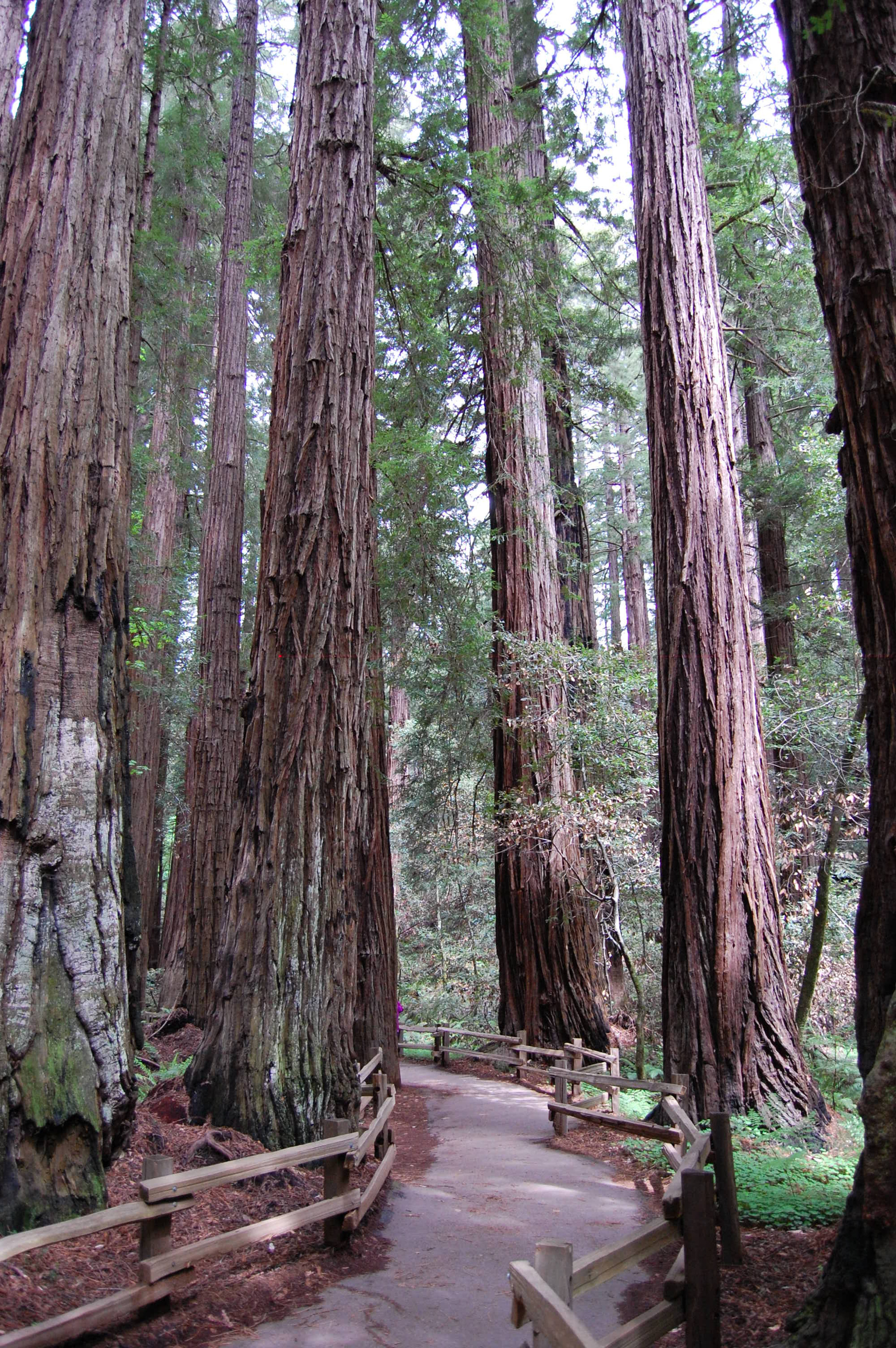 Nikon D40 sample photo. Towering giants photography