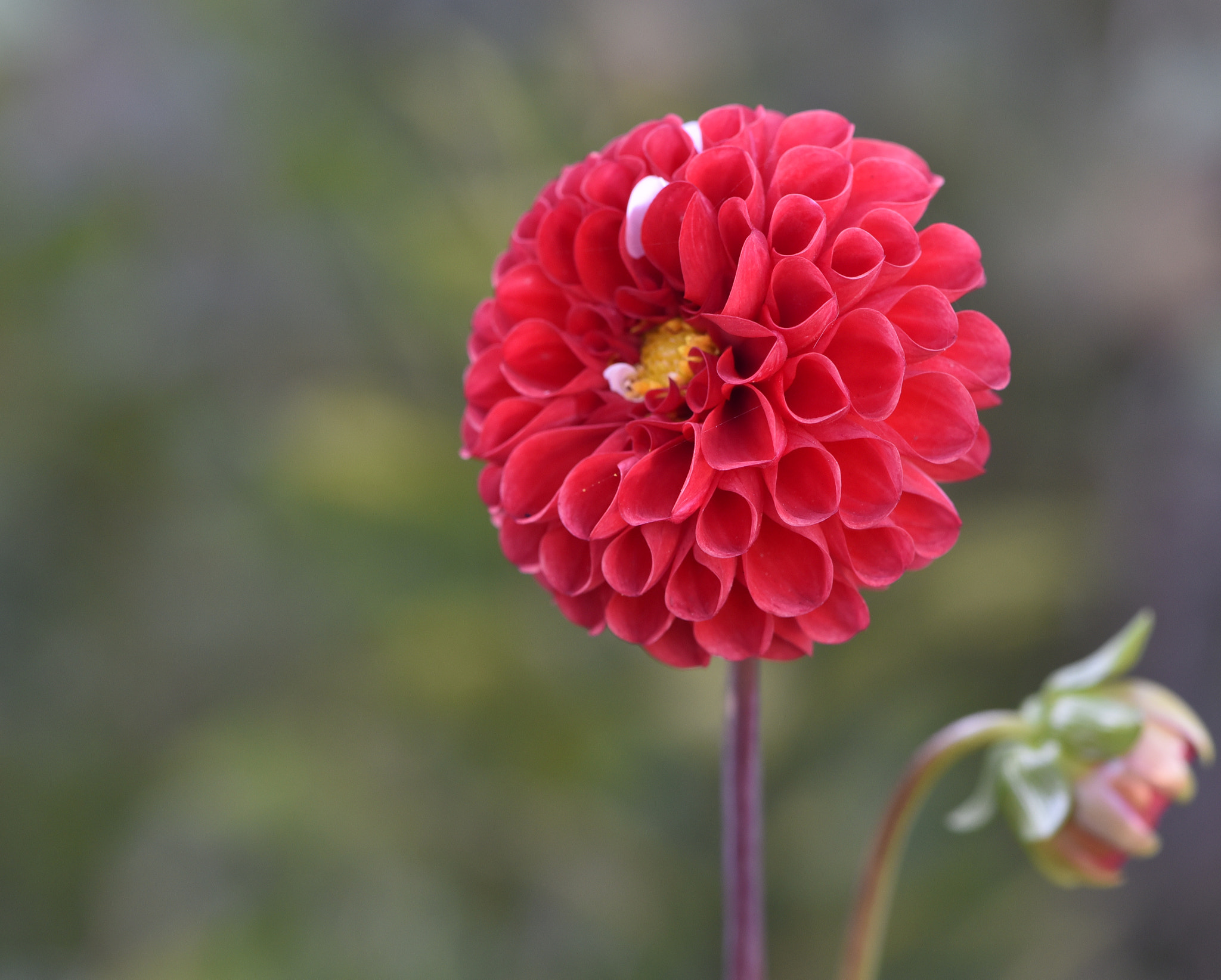 Nikon AF-S Micro-Nikkor 105mm F2.8G IF-ED VR sample photo. Dahlia red photography