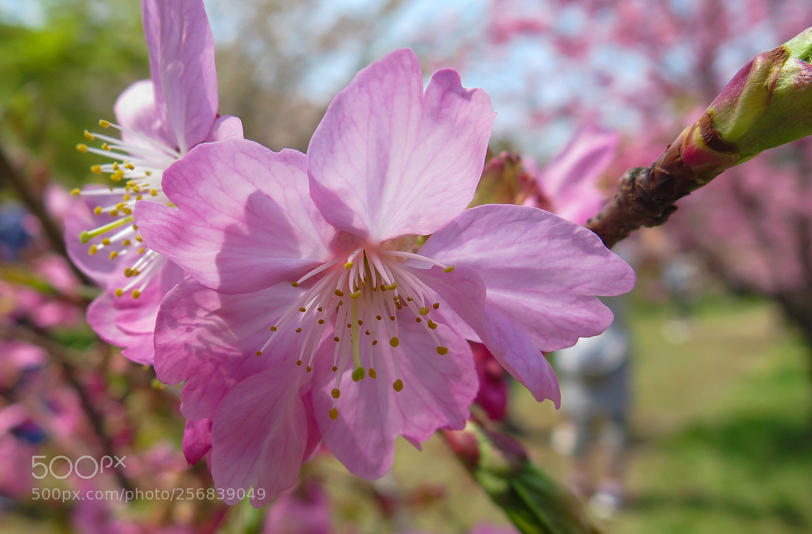 Canon PowerShot G16 sample photo. Cherry blossoms in hirosaki photography
