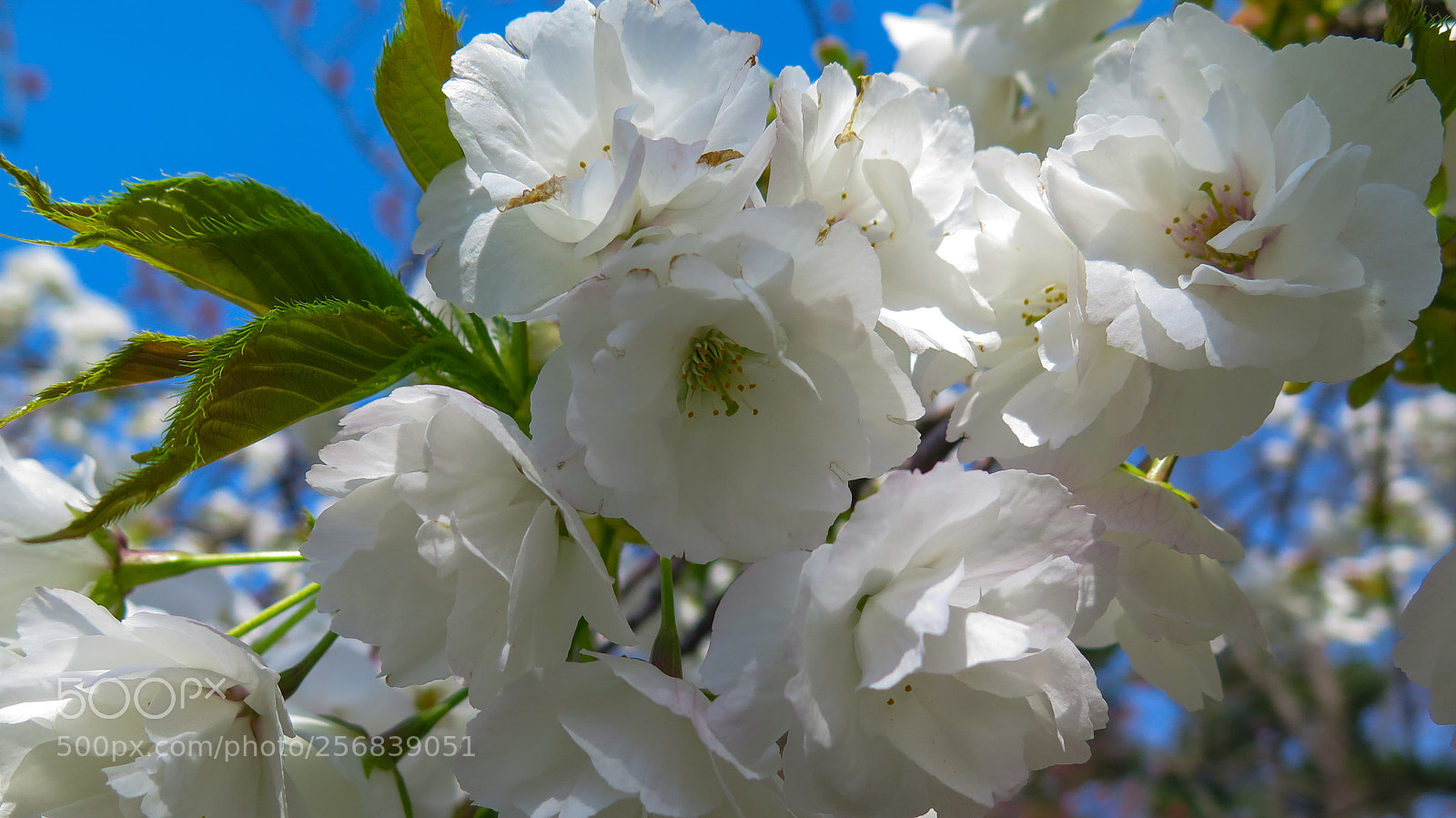 Canon PowerShot G16 sample photo. Cherry blossoms in hirosaki photography