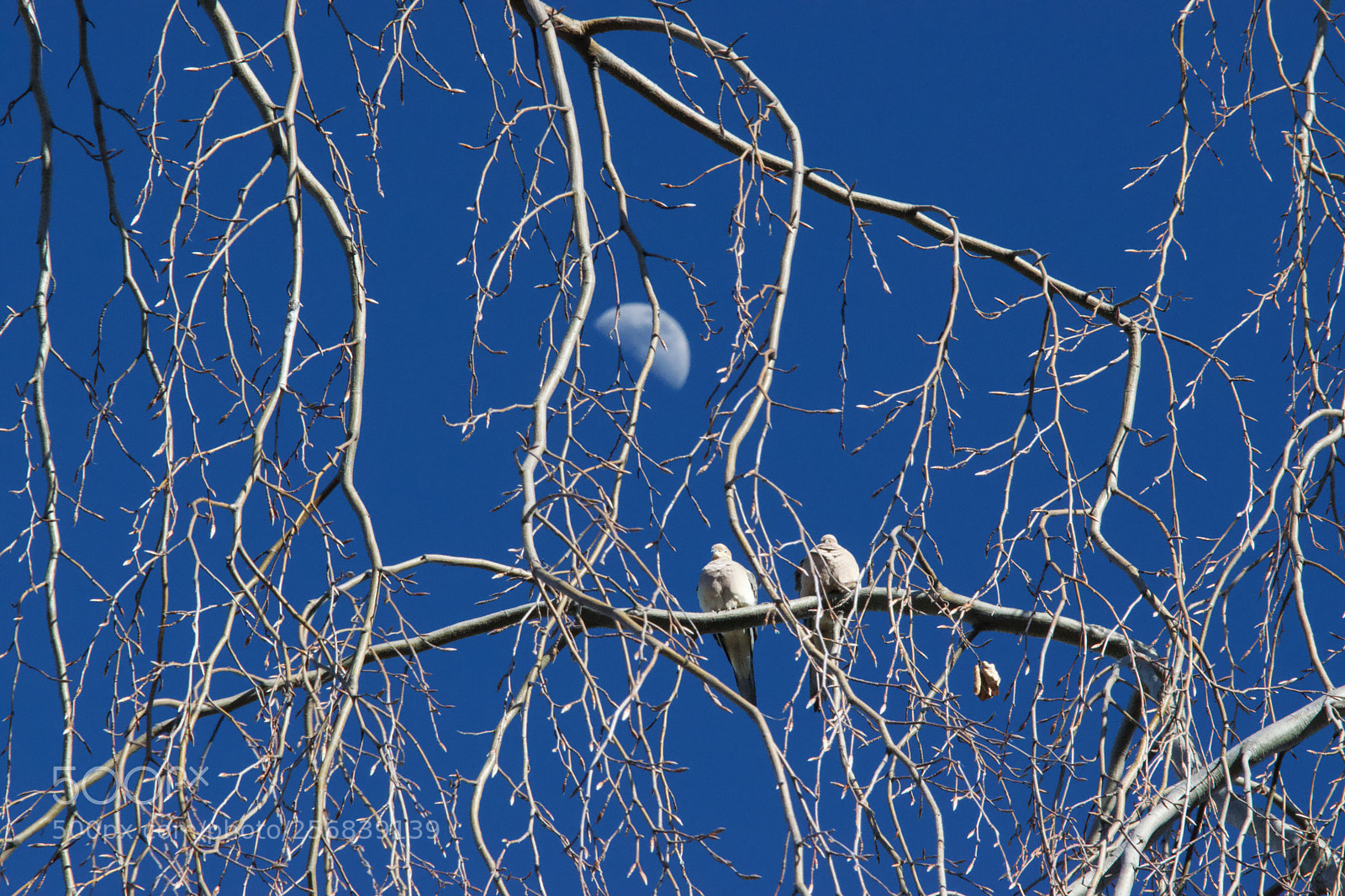 Nikon D3300 sample photo. Morning doves  photography