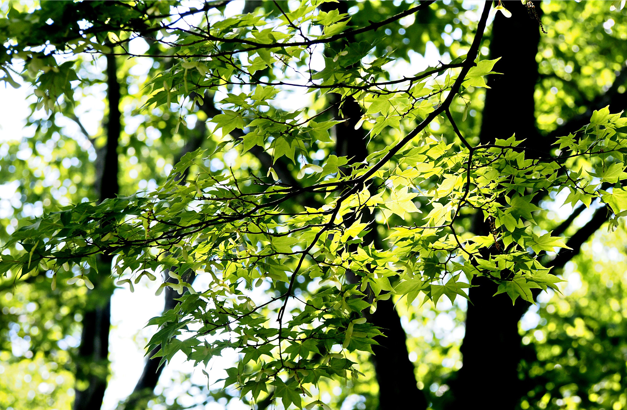Olympus PEN E-PL6 sample photo