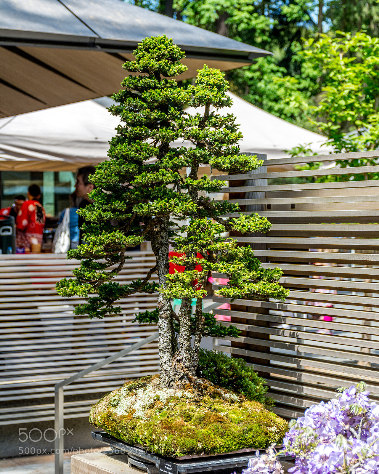 Nikon D7100 sample photo. Green bonzai photography