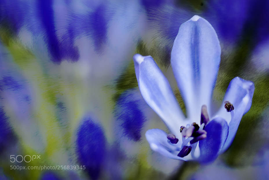 Nikon D200 sample photo. Steel blue flower photography