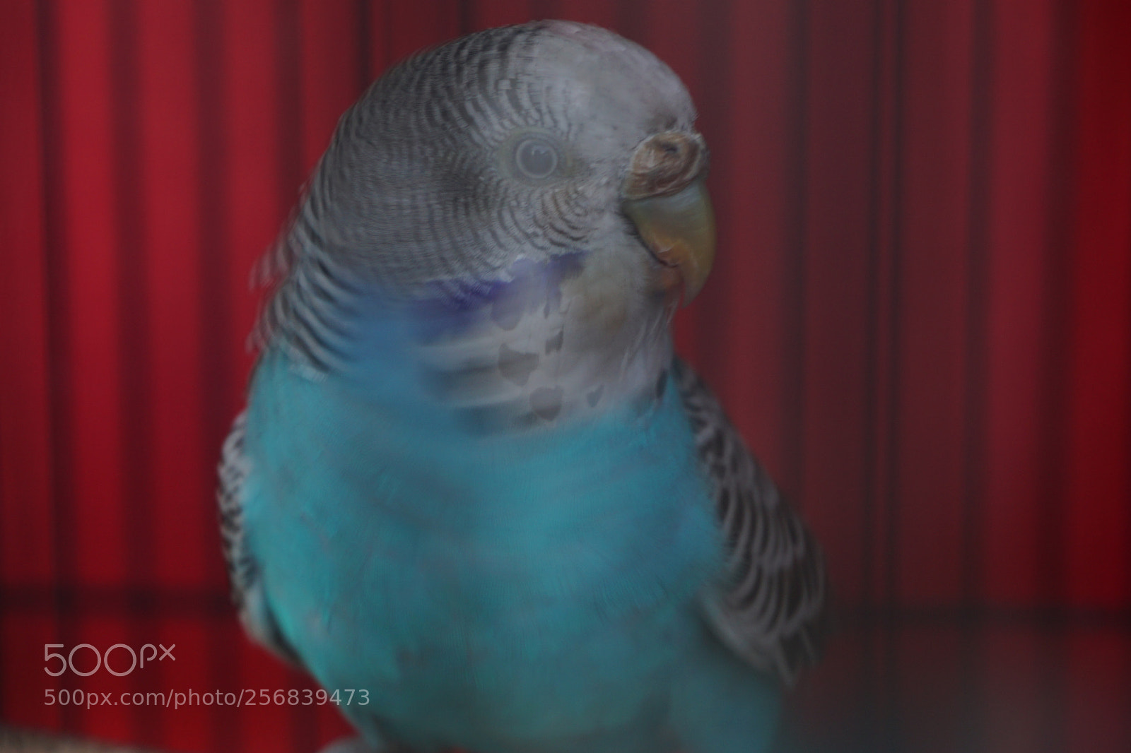 Sony a6000 sample photo. Such a wonderful animal photography