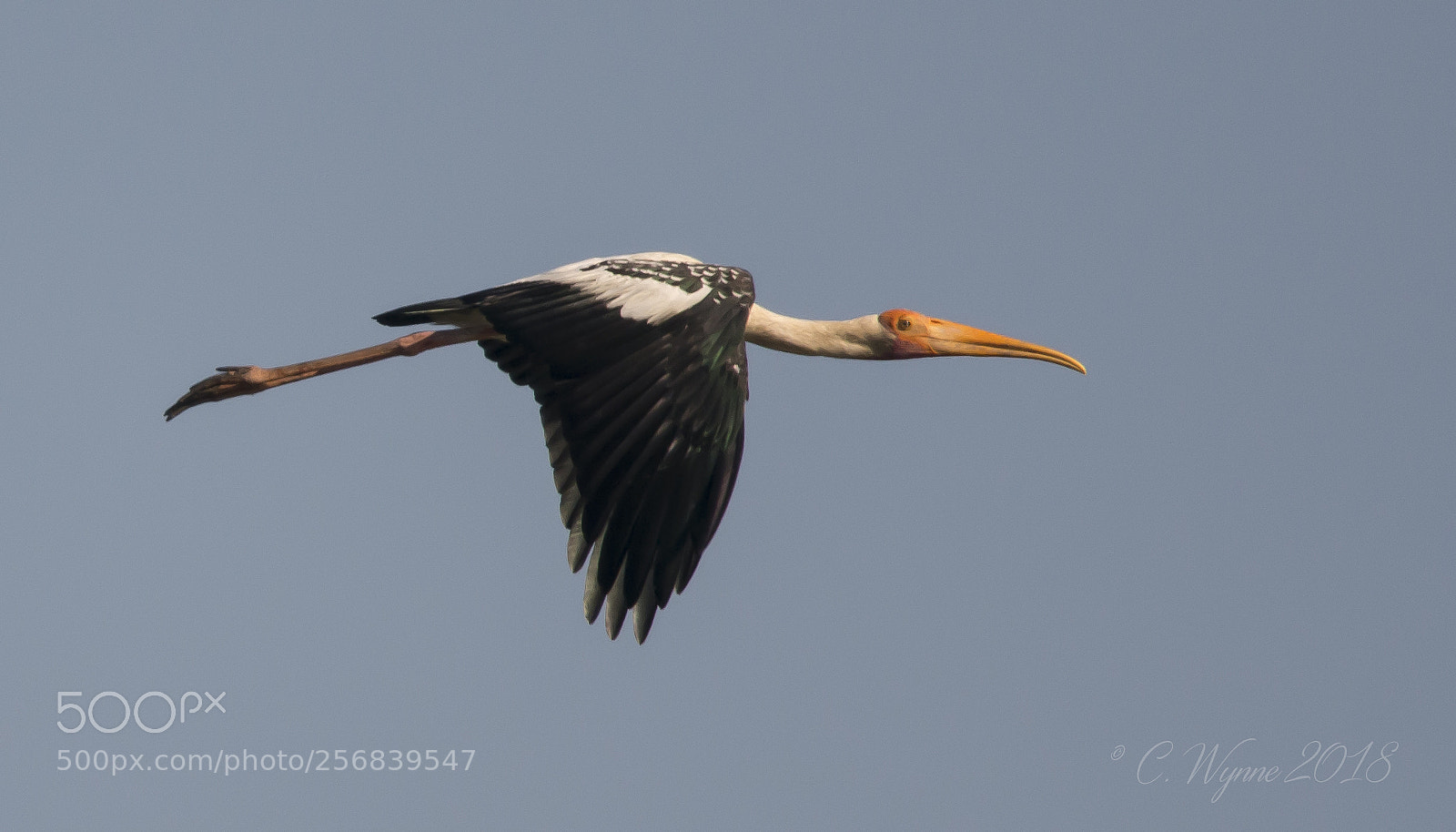 Nikon D7100 sample photo. Painted stork (breeding adult) photography