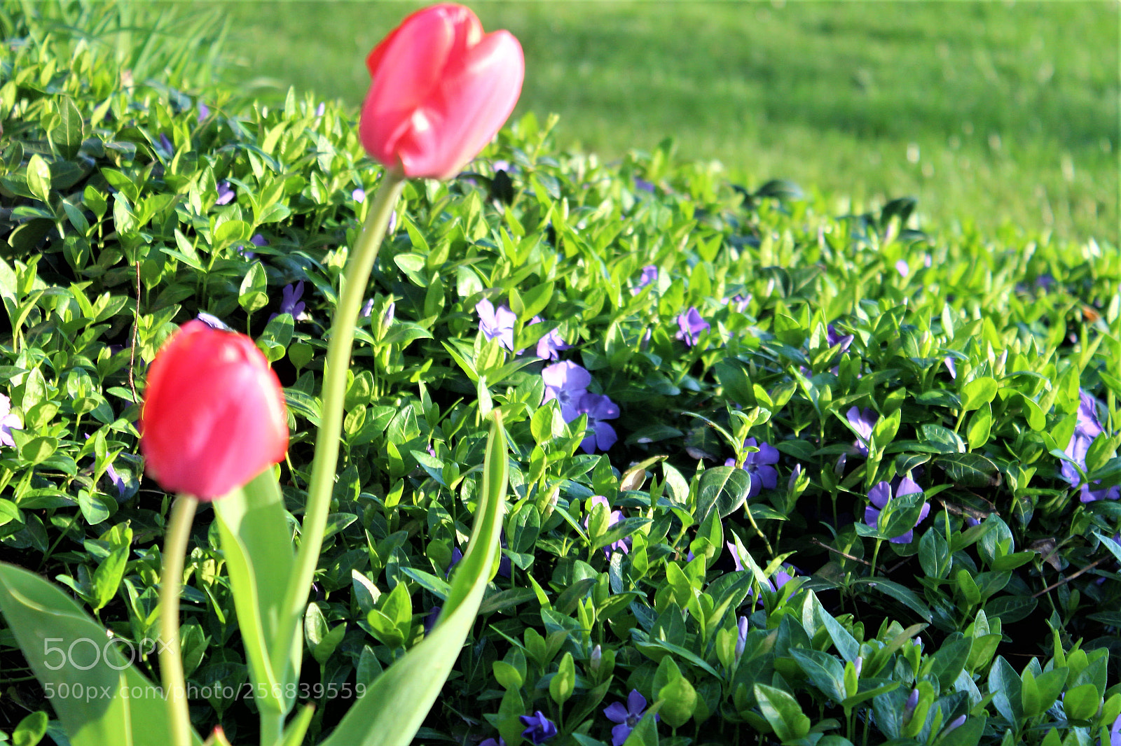 Canon EOS 1300D (EOS Rebel T6 / EOS Kiss X80) sample photo. Pinktulips photography