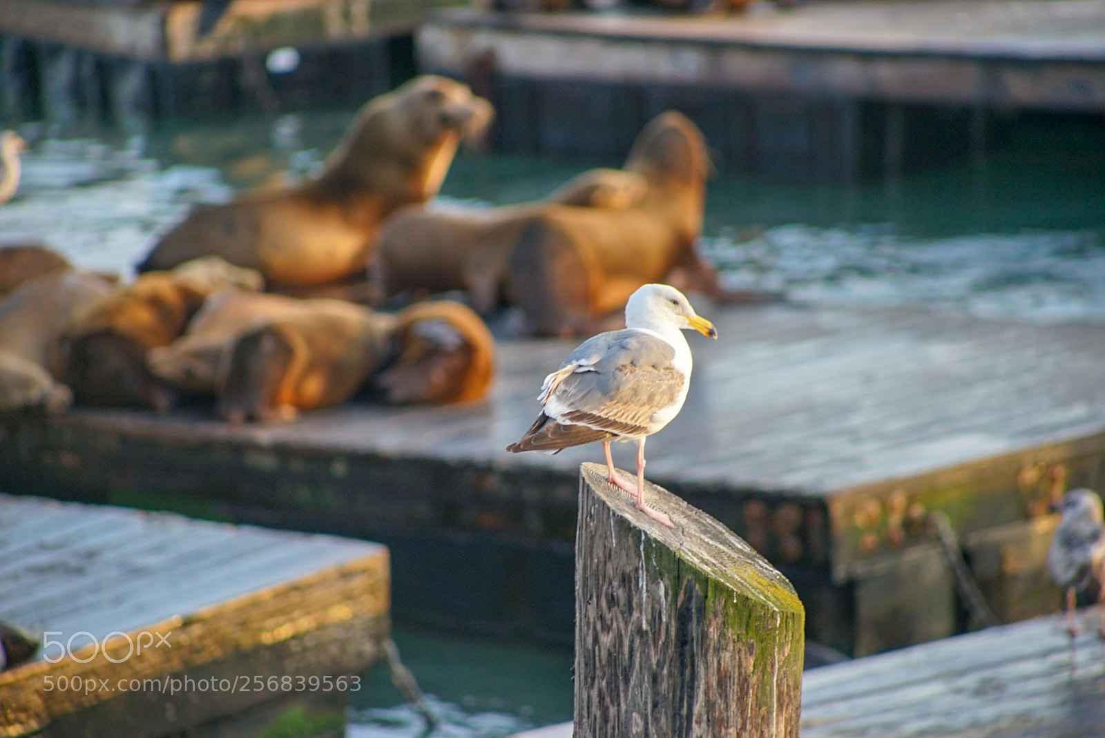 Sony a7 II sample photo. Pier 39 photography
