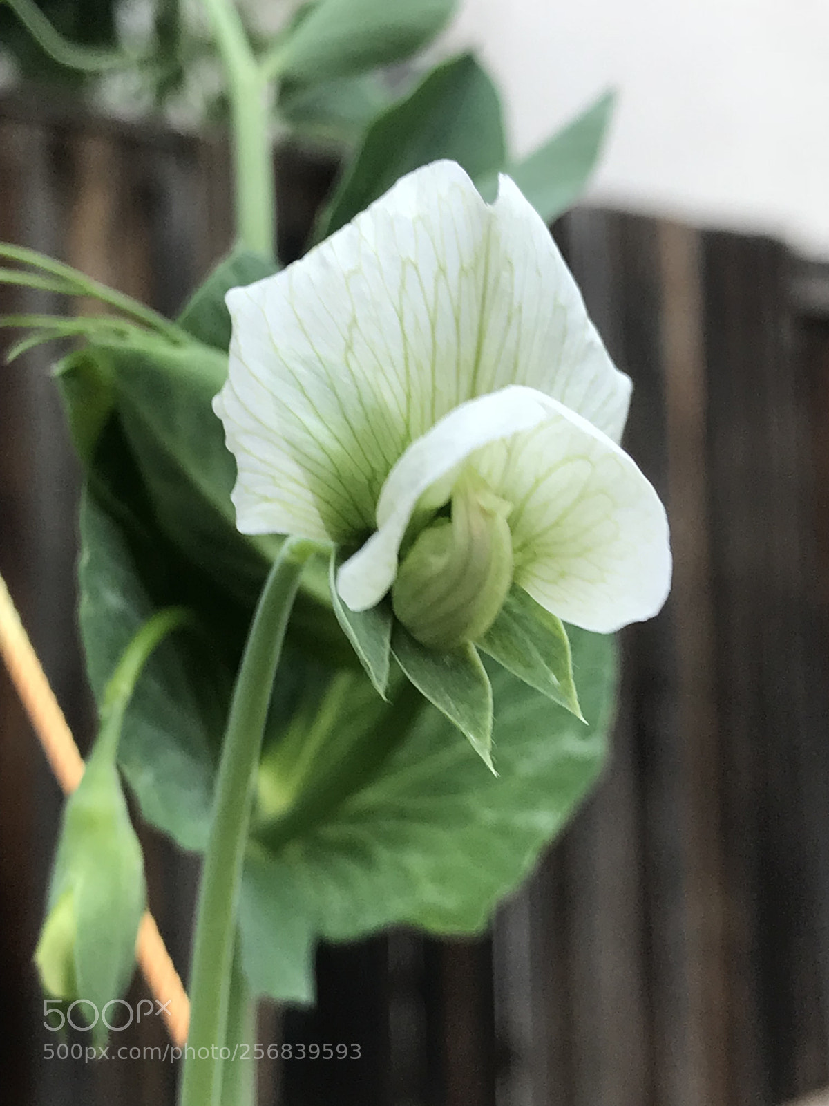 Apple iPhone 7 Plus sample photo. She must be happy..  photography