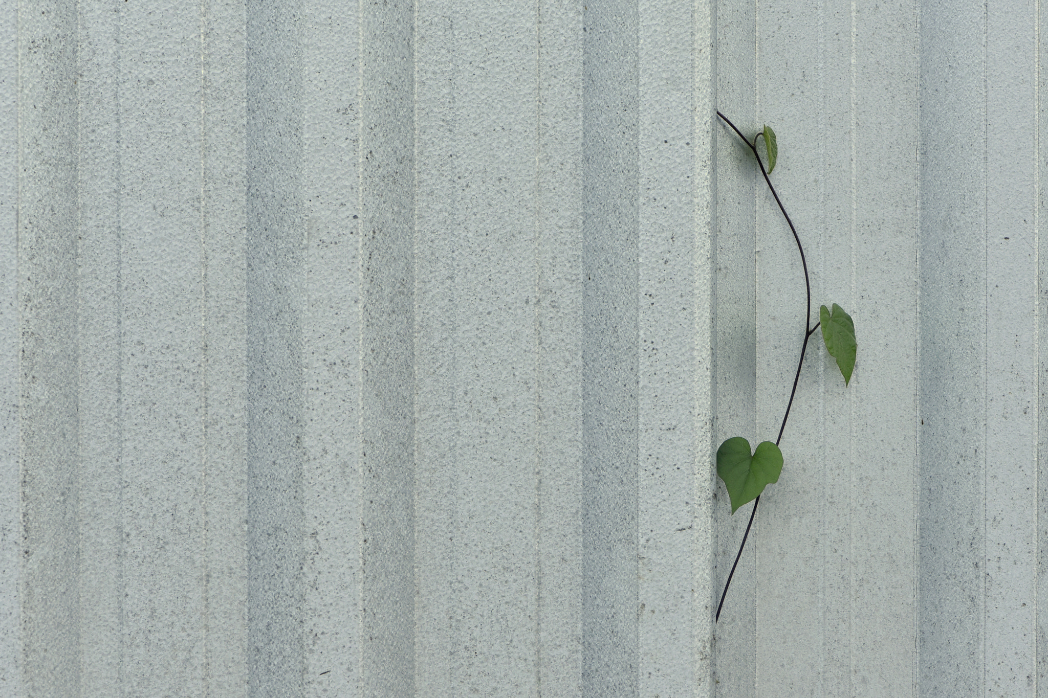 Nikon AF-S Micro-Nikkor 105mm F2.8G IF-ED VR sample photo. Corrugated fence and leaves photography