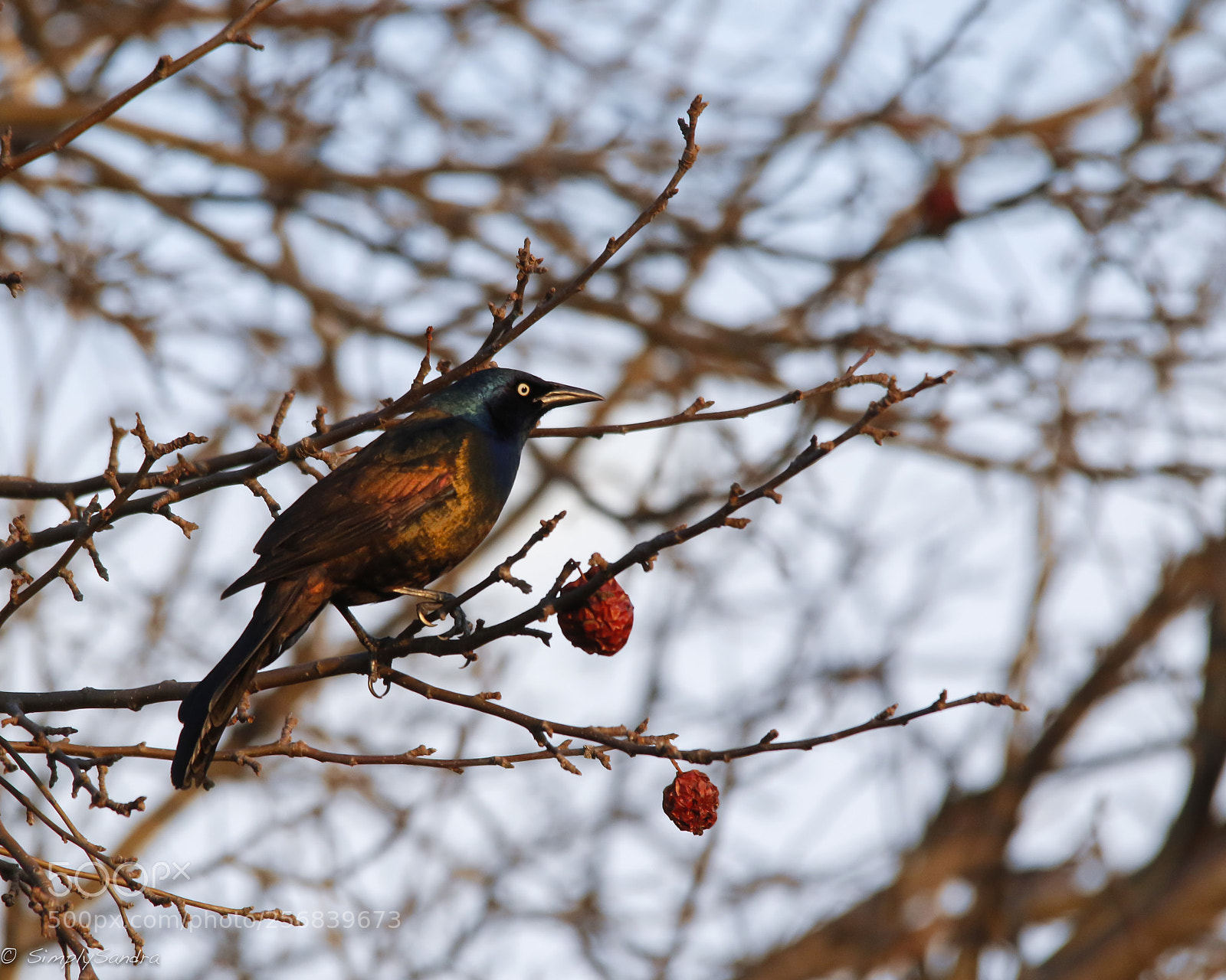 Canon EOS 7D Mark II sample photo. Uncommon colour photography