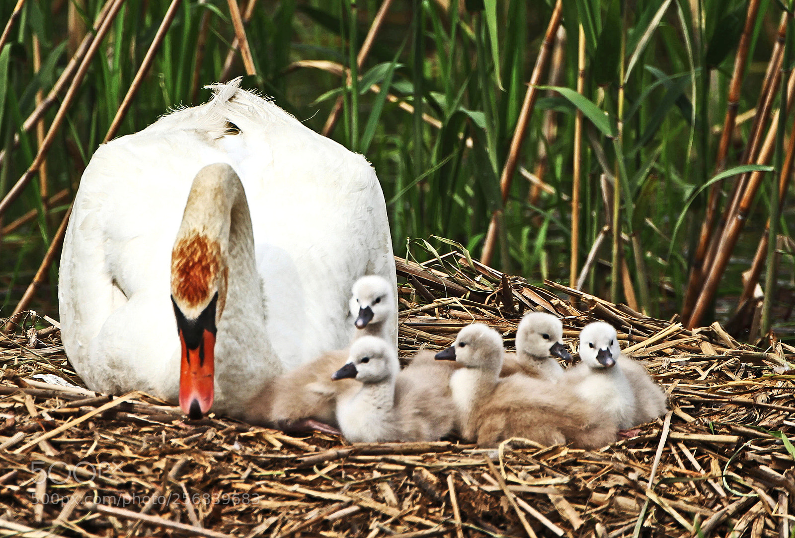 Canon EOS 7D sample photo. Mute swan photography