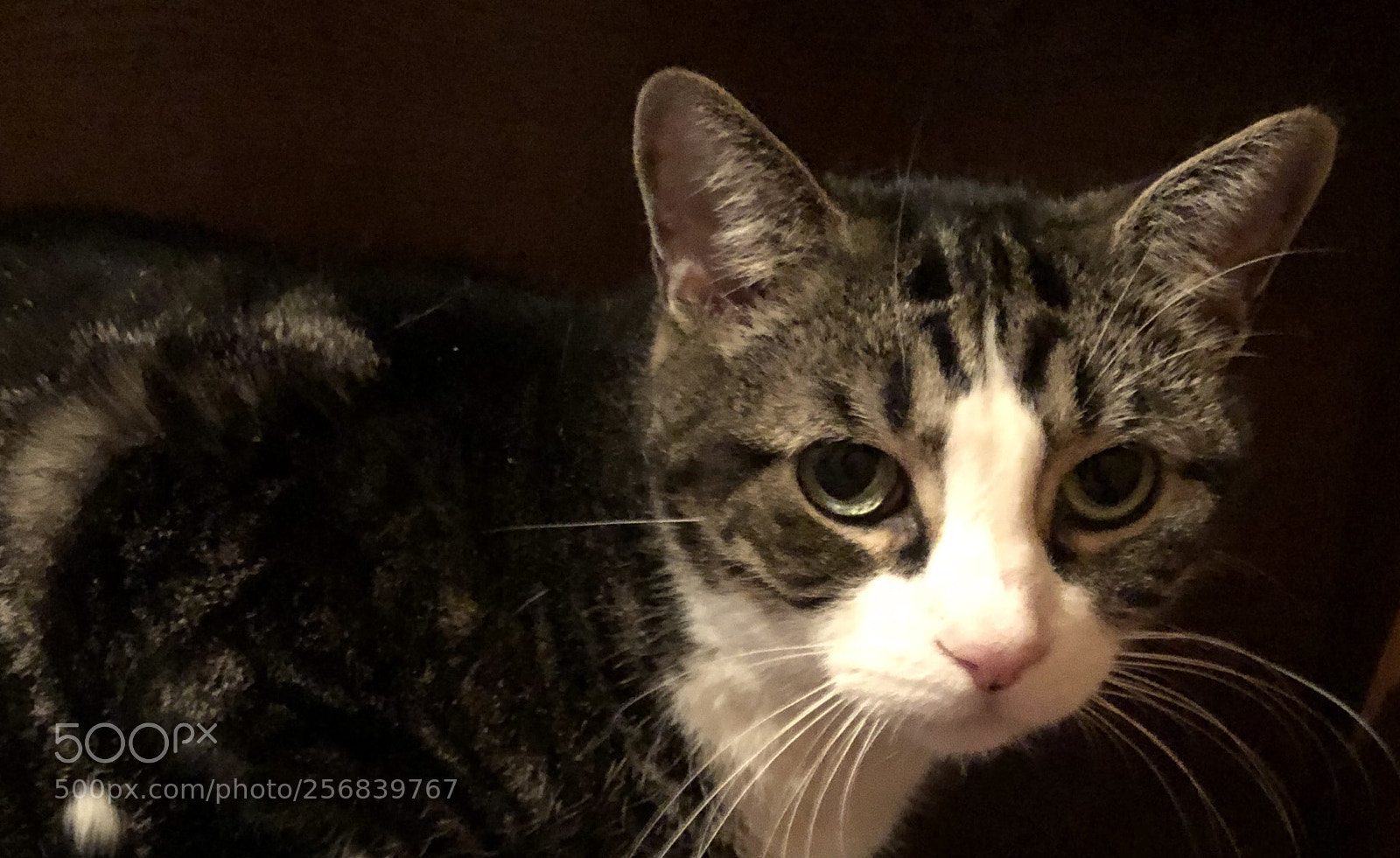 Apple iPhone X sample photo. Cat photography