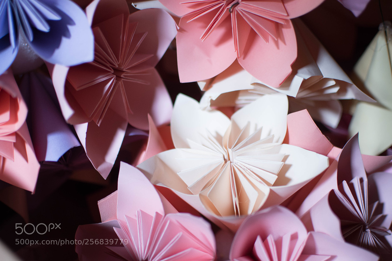 Nikon D7500 sample photo. These flowers won't die! photography