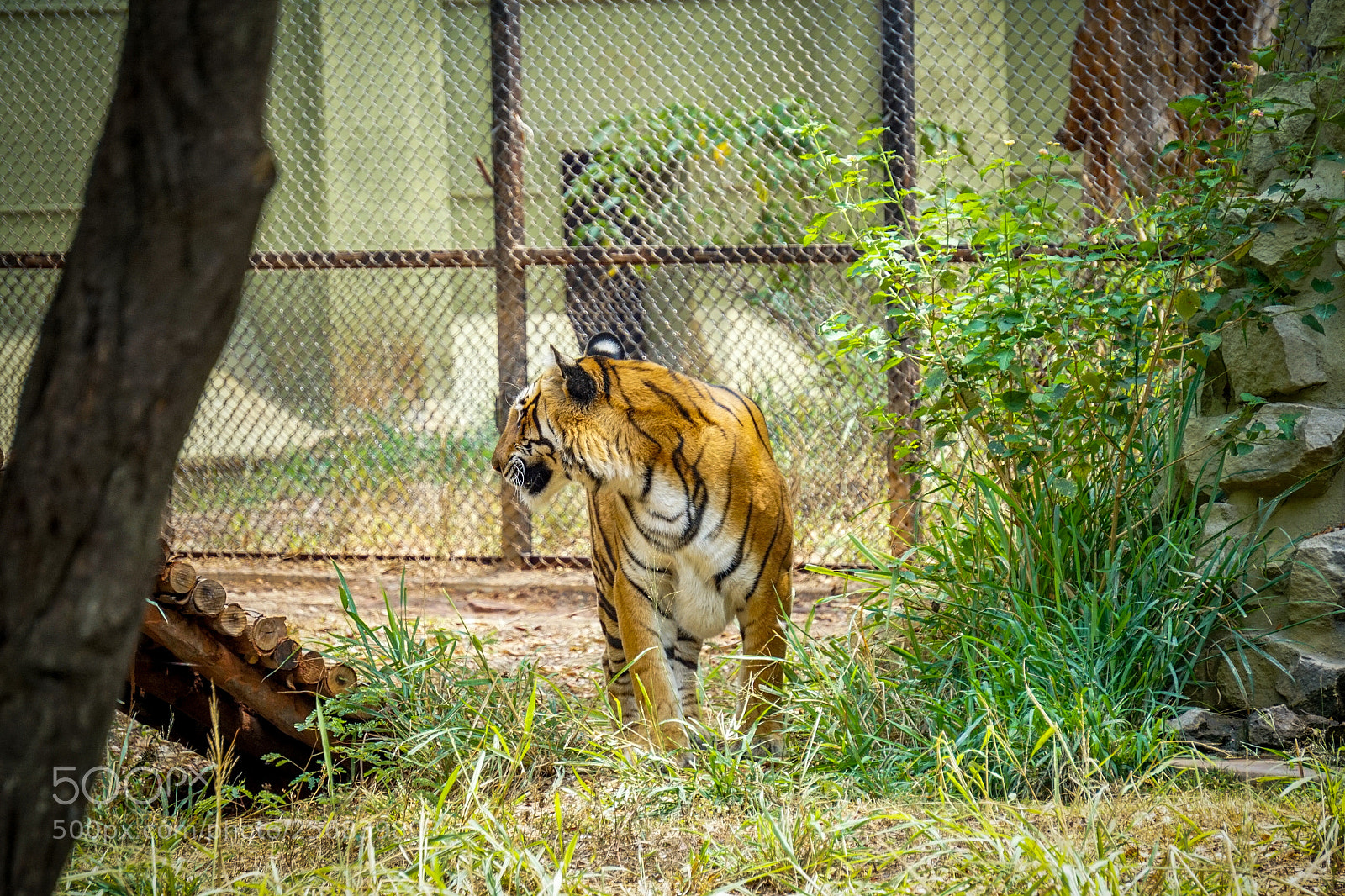 Sony a6000 sample photo. More than a king. photography