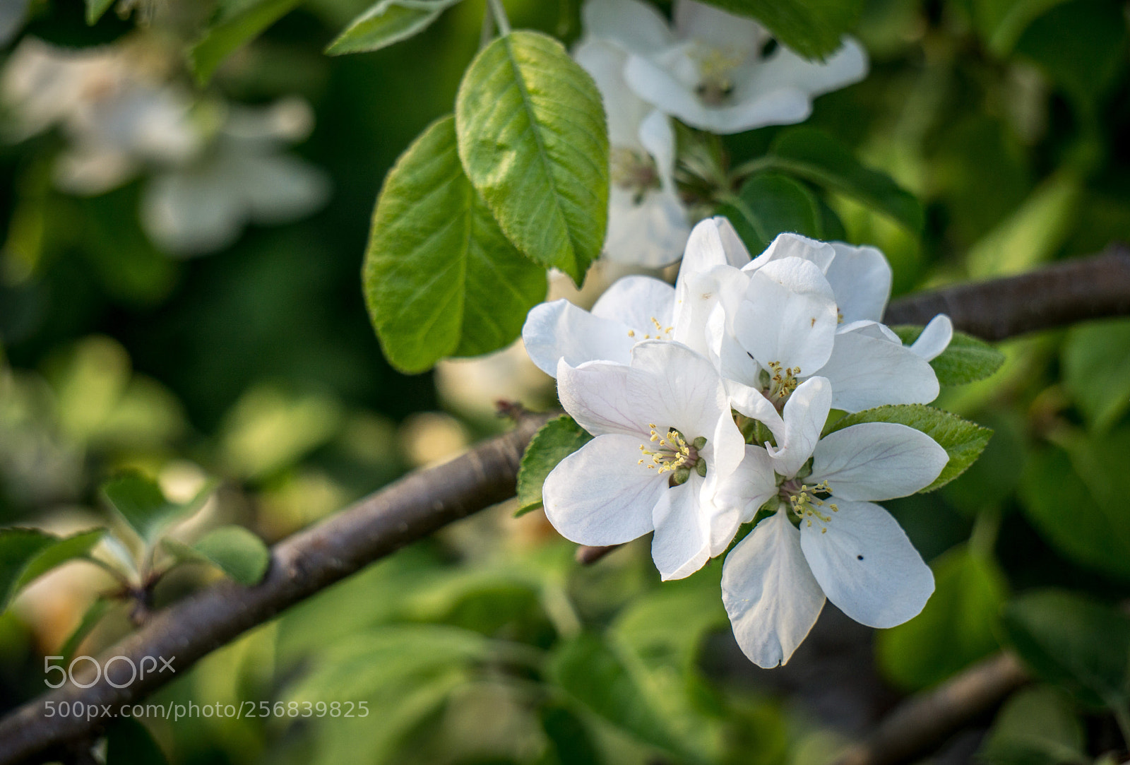 Sony a6000 sample photo. Blossom photography