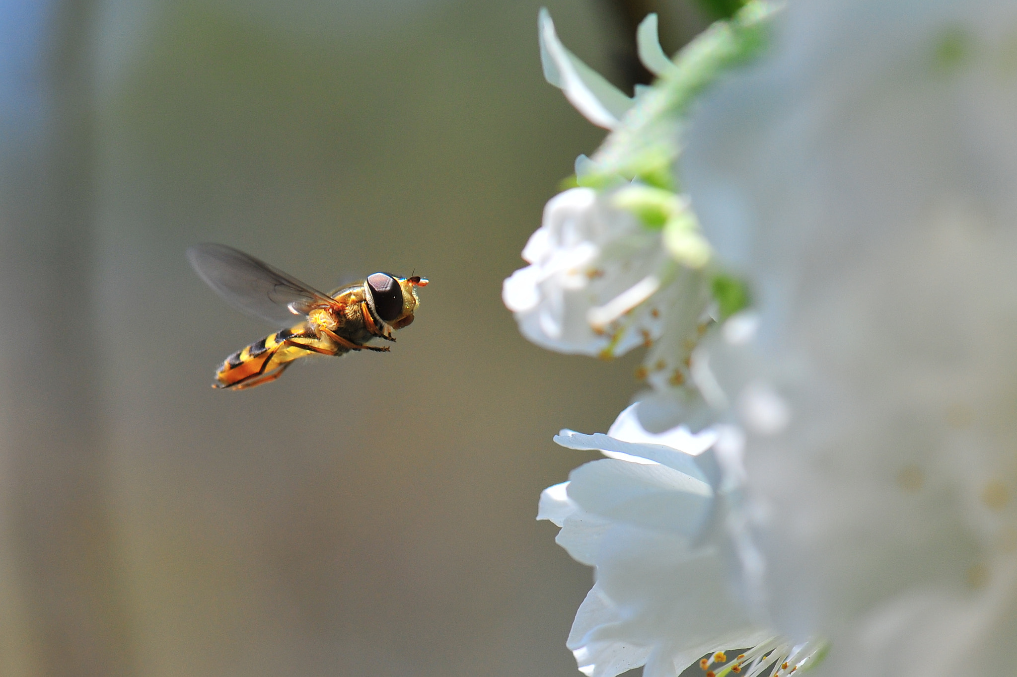Nikon AF-S Micro-Nikkor 105mm F2.8G IF-ED VR sample photo
