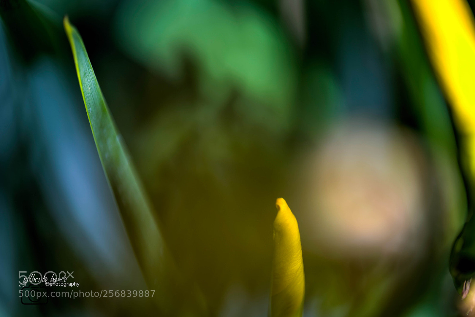 Canon EOS 6D sample photo. Multi colors photography