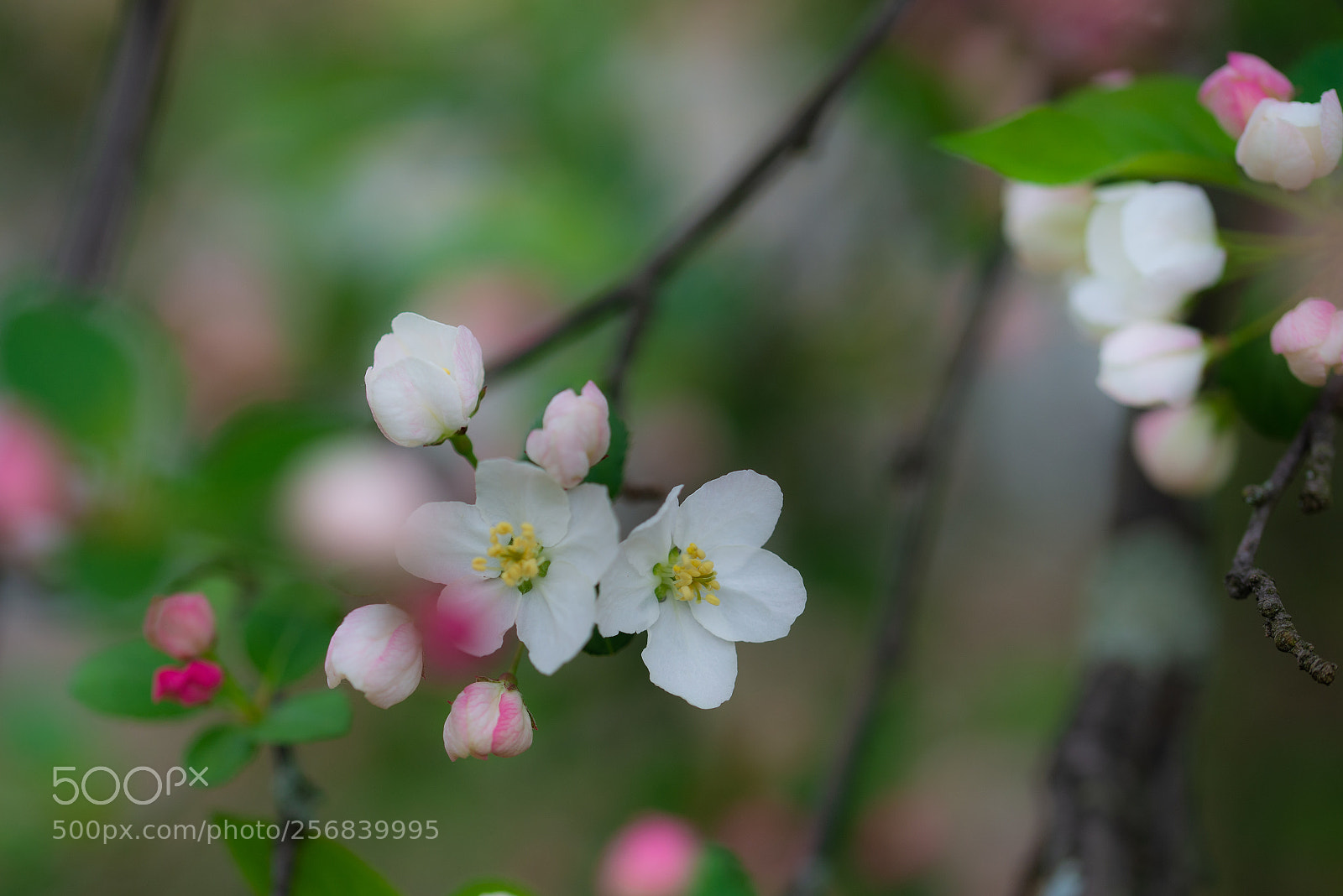 Nikon D600 sample photo. Blossom photography