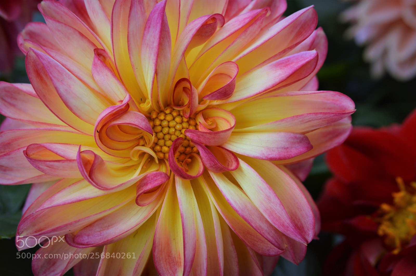 Nikon D3200 sample photo. Beautiful dahlia photo bomb photography