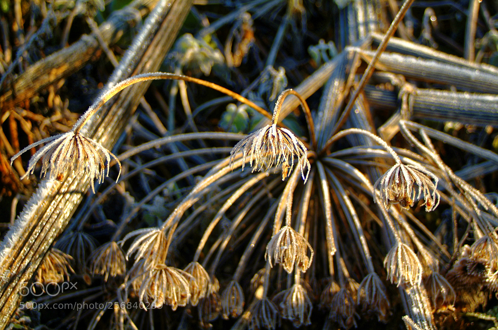 Fujifilm FinePix S3 Pro sample photo. Wild grass in frost photography