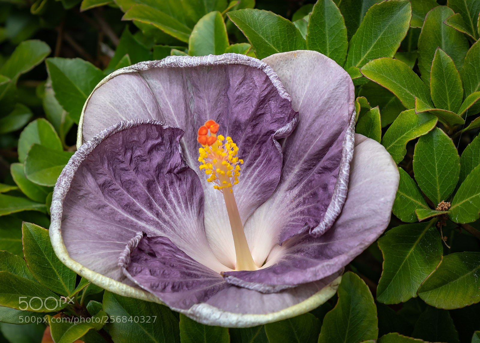 Canon EOS 80D sample photo. Lilac hibiscus flower in photography