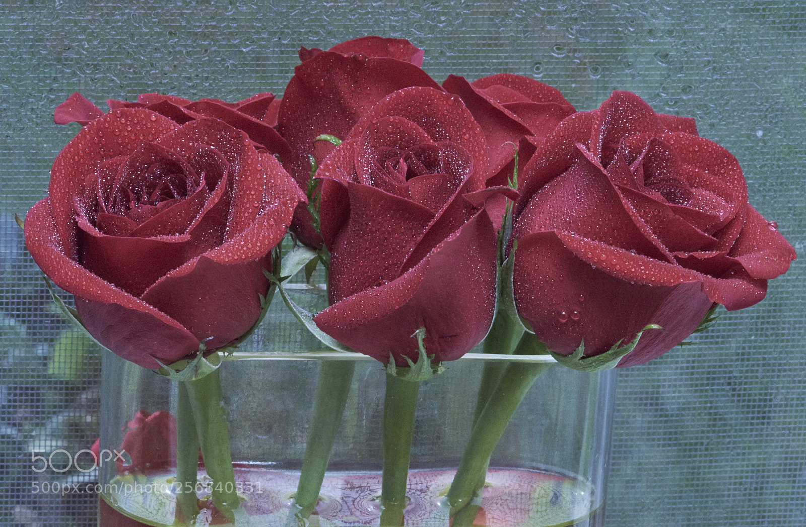 Nikon D810 sample photo. Rose flowers photography