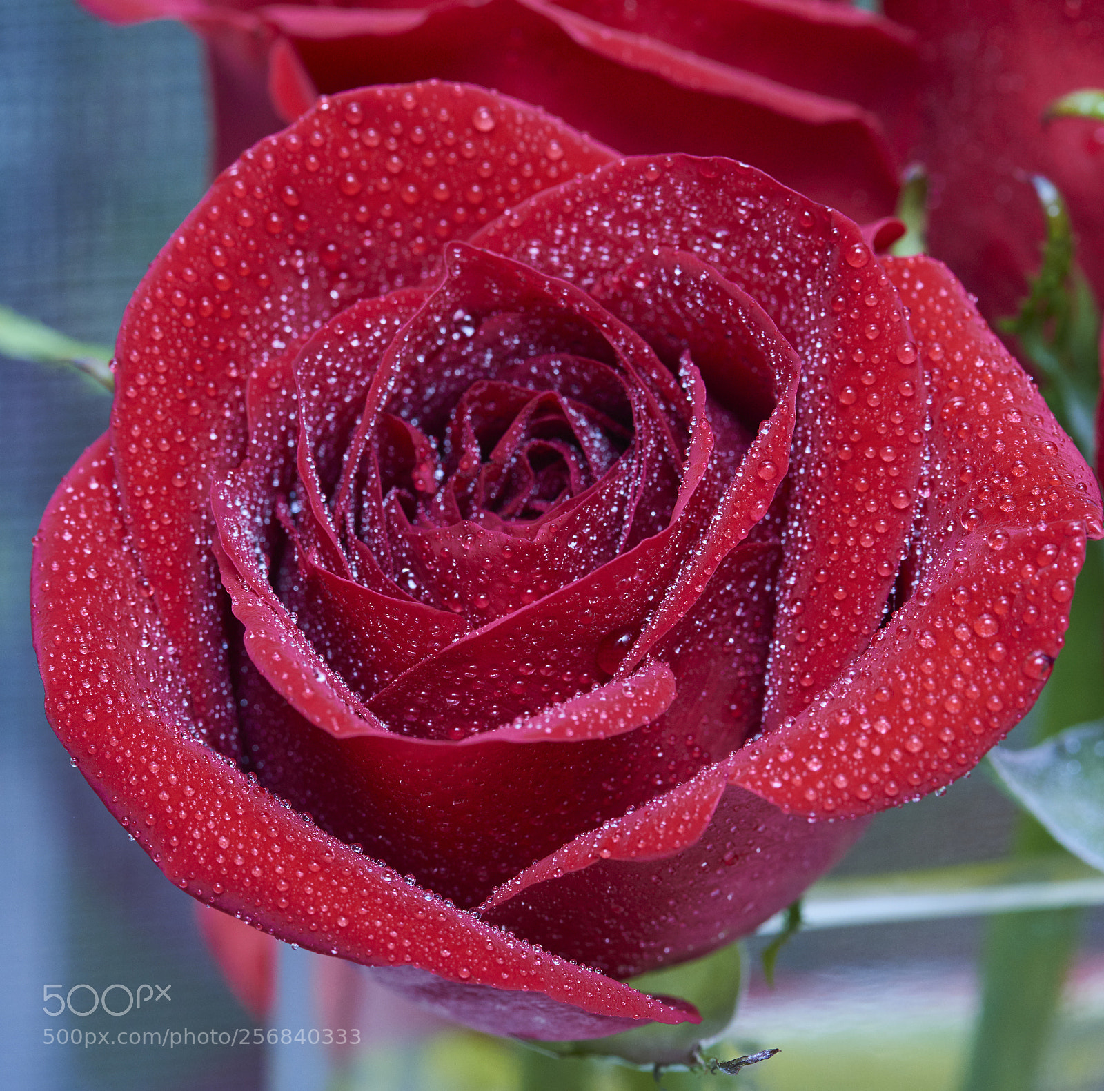 Nikon D810 sample photo. Rose photography