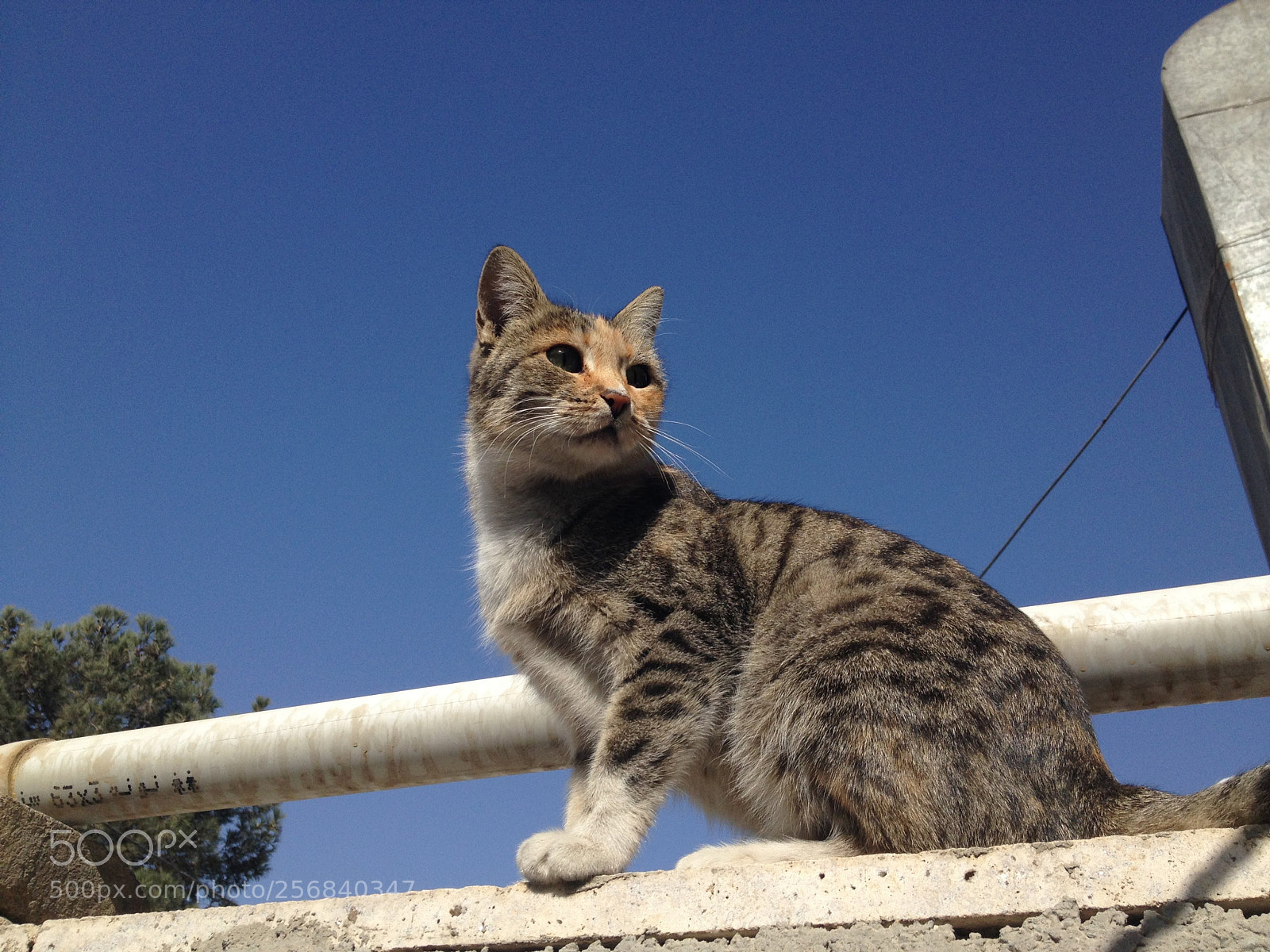 Apple iPhone 4S sample photo. Cat in home photography