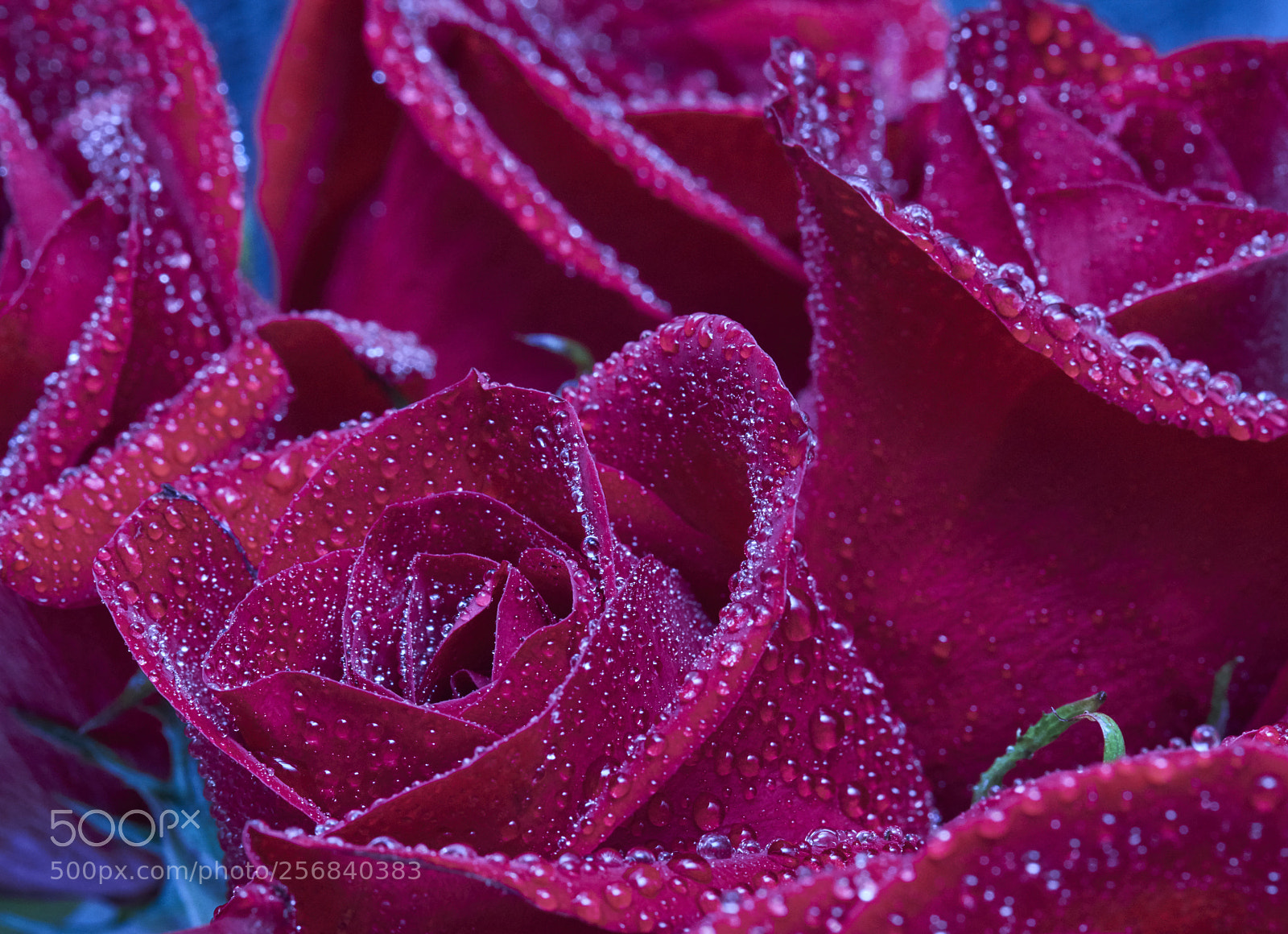 Nikon D810 sample photo. Rose flowers photography