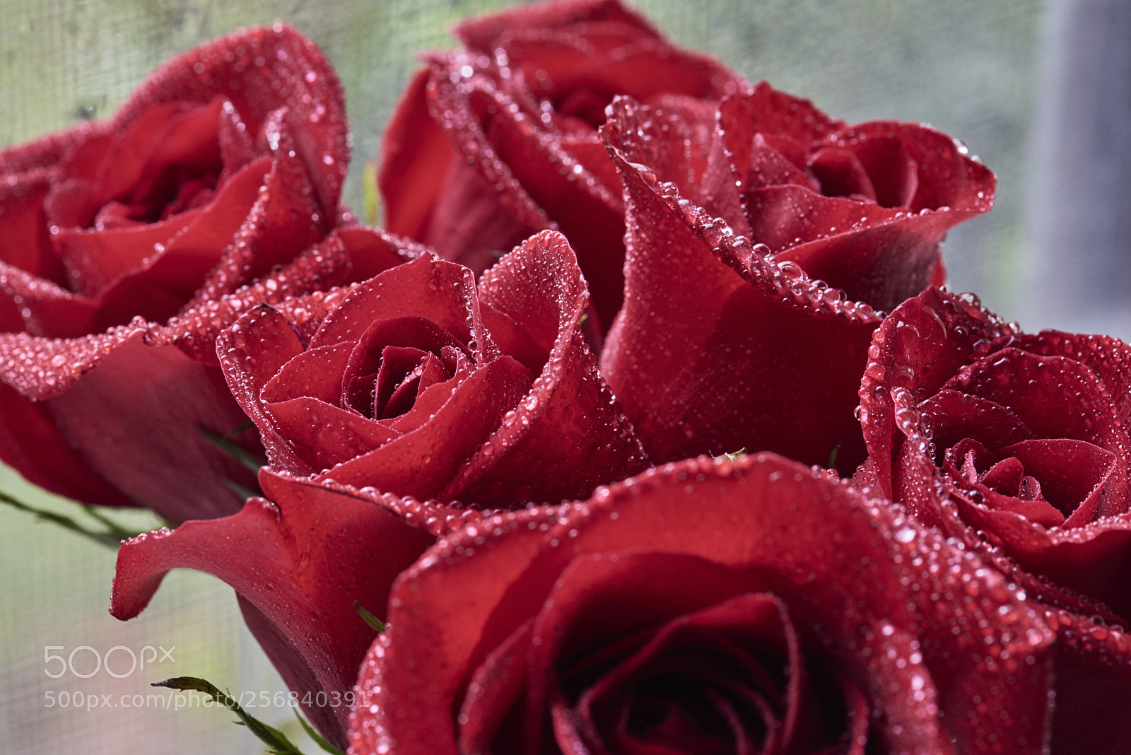 Nikon D810 sample photo. Rose flowers photography