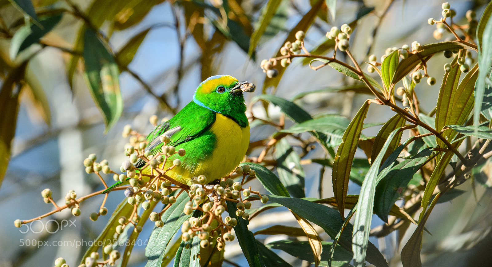 Nikon D850 sample photo. Golden browed chlorophonia has photography